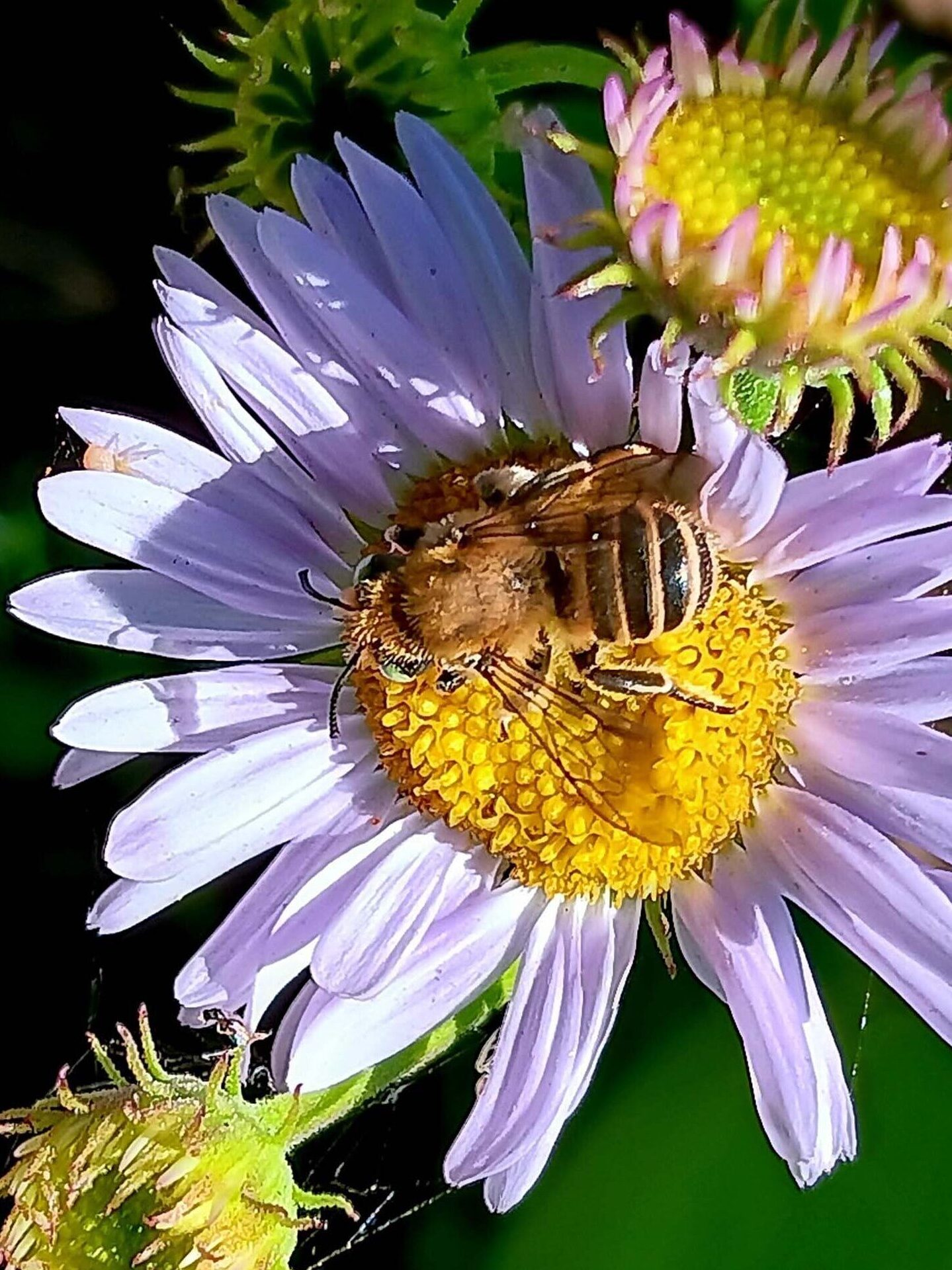 Wandering daisy and bee. B. Robertson. Crumbaugh and Cold Boiling lakes, Lassen Volcanic National Park, on the field trip of July 8, 2024.