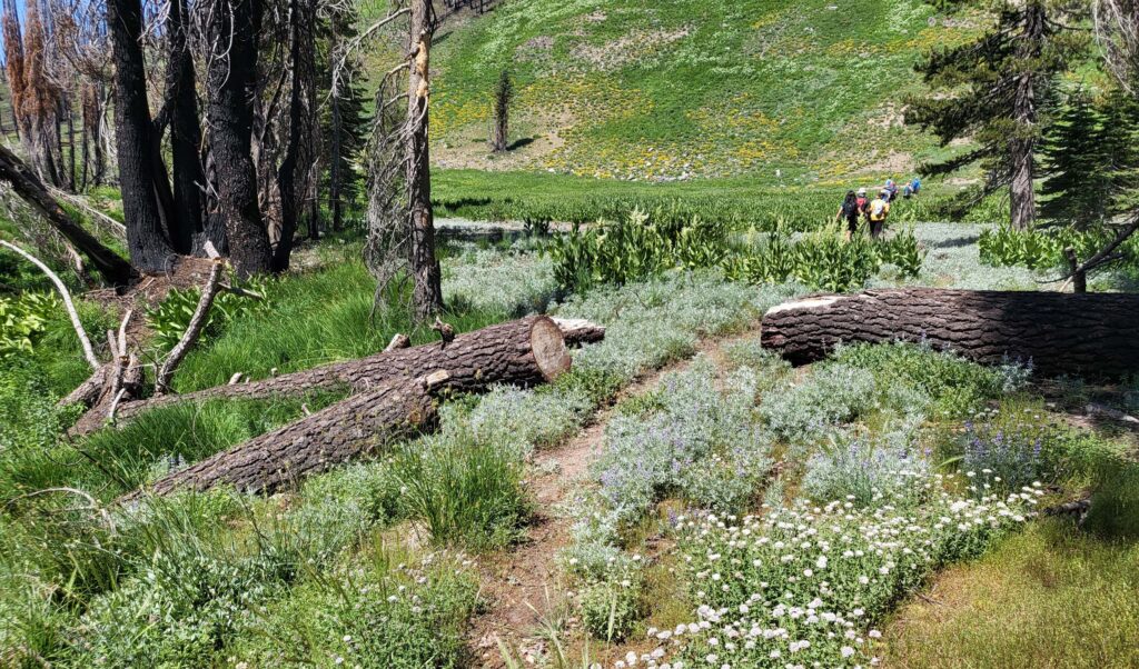 Trail between the lakes. D. Mandel.