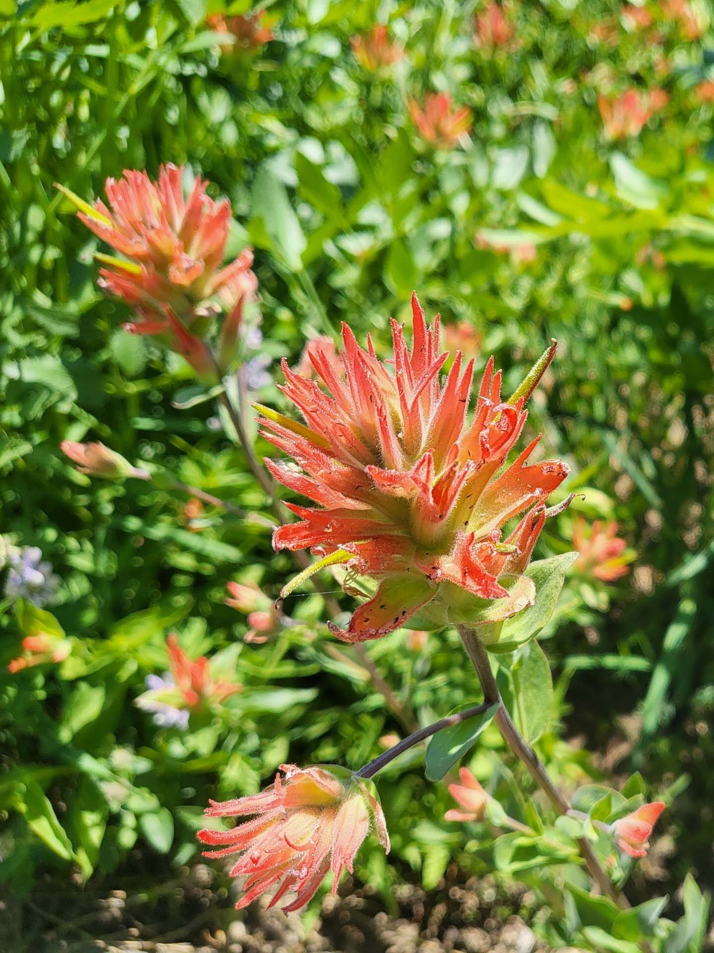 Scarlet Indian-paintbrush. D. Mandel. Crumbaugh and Cold Boiling lakes, Lassen Volcanic National Park, on the field trip of July 8, 2024.