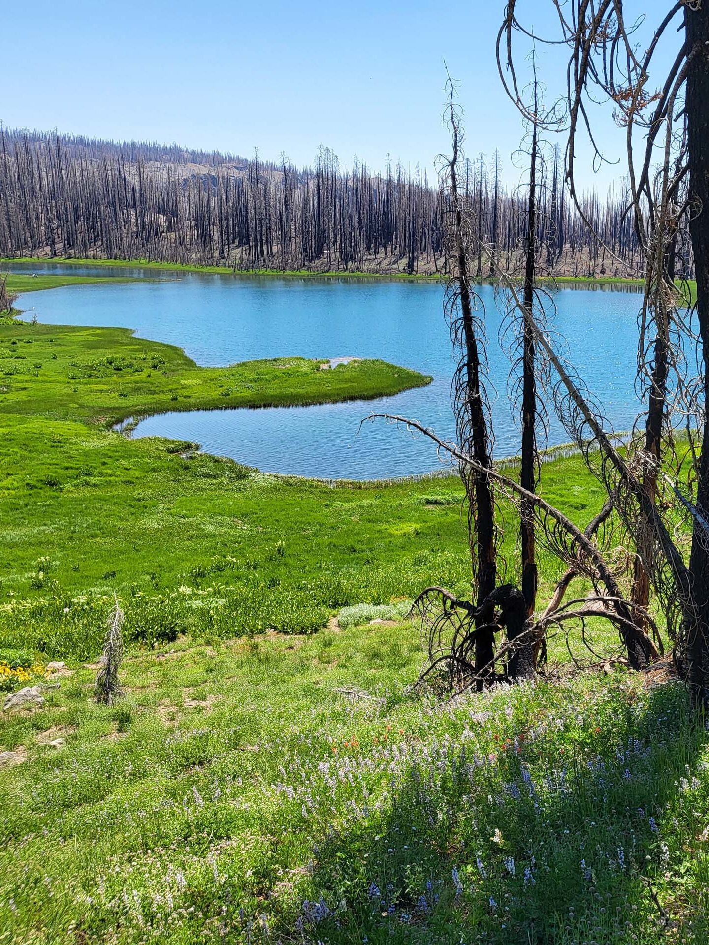 Crumbaugh Lake. D. Mandel. Crumbaugh and Cold Boiling lakes, Lassen Volcanic National Park, on the field trip of July 8, 2024.