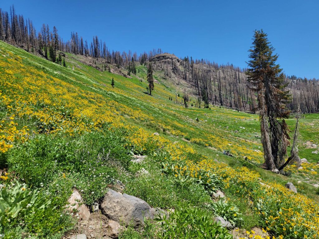 Hillsides of wildflowers. D. Mandel.