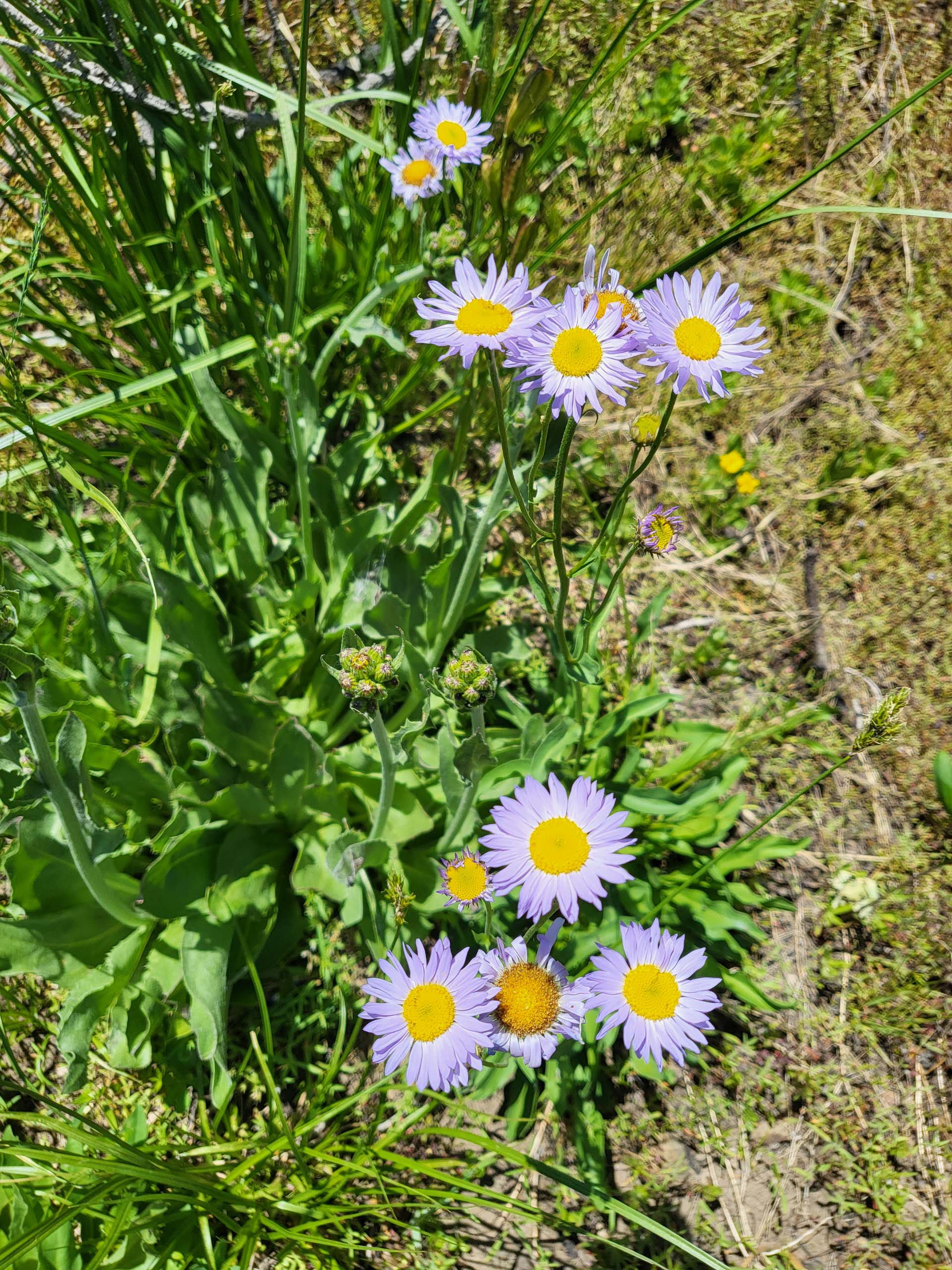 Wandering daisy. D. Mandel. Crumbaugh and Cold Boiling lakes, Lassen Volcanic National Park, on the field trip of July 8, 2024.