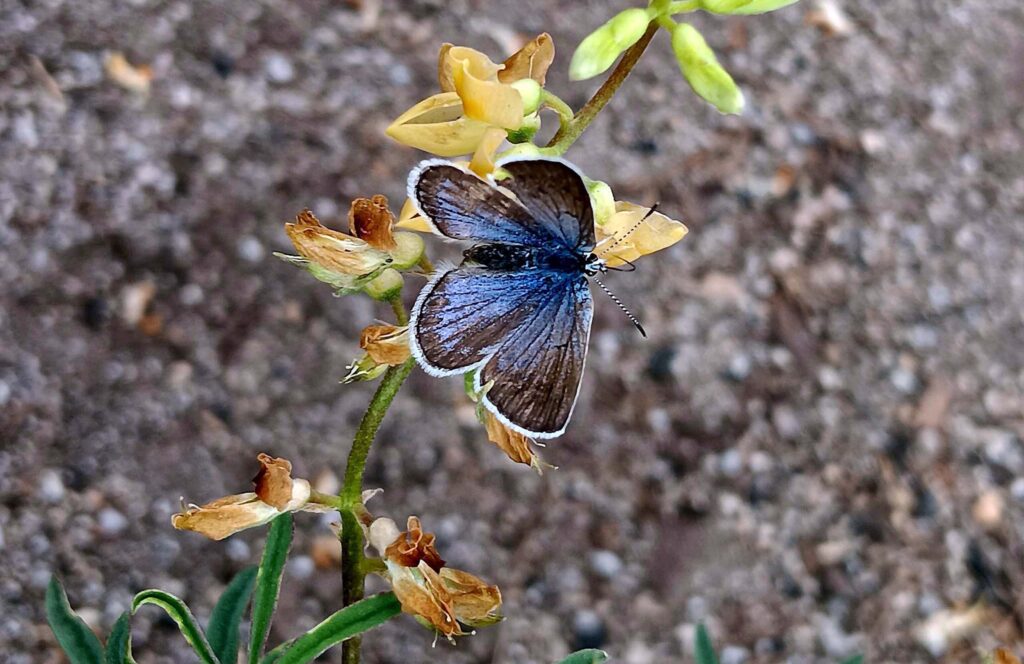 Boisduval's blue butterfly and narrow-flowered lupine. B. Robertson.