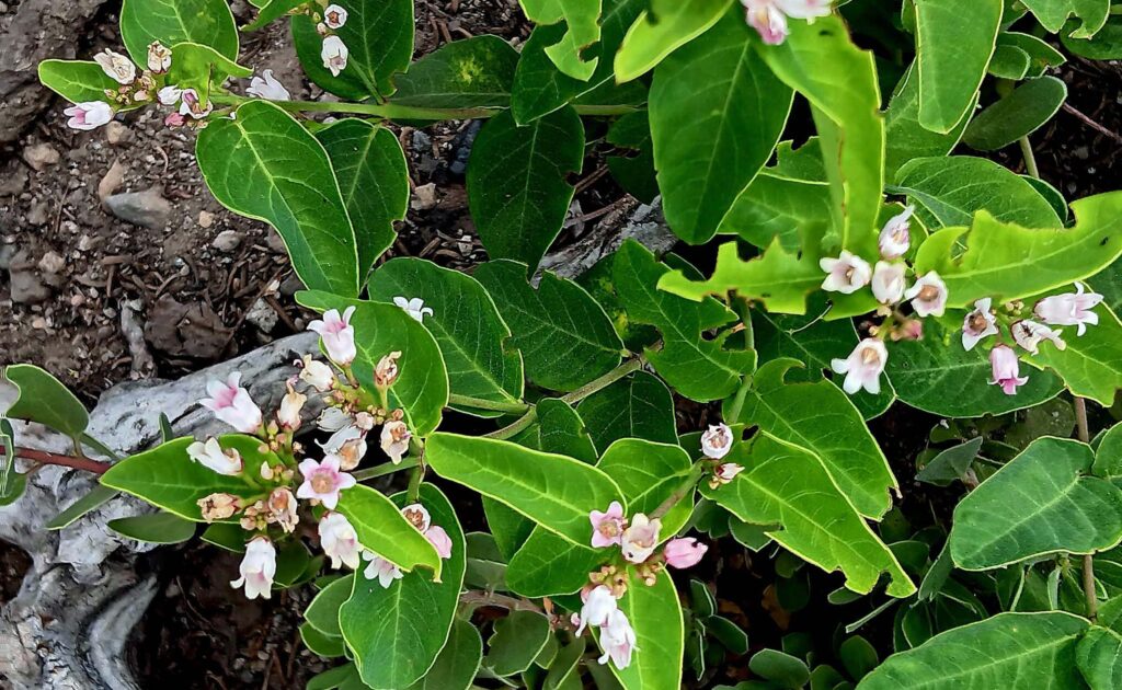 Mountain dogbane. B. Robertson.