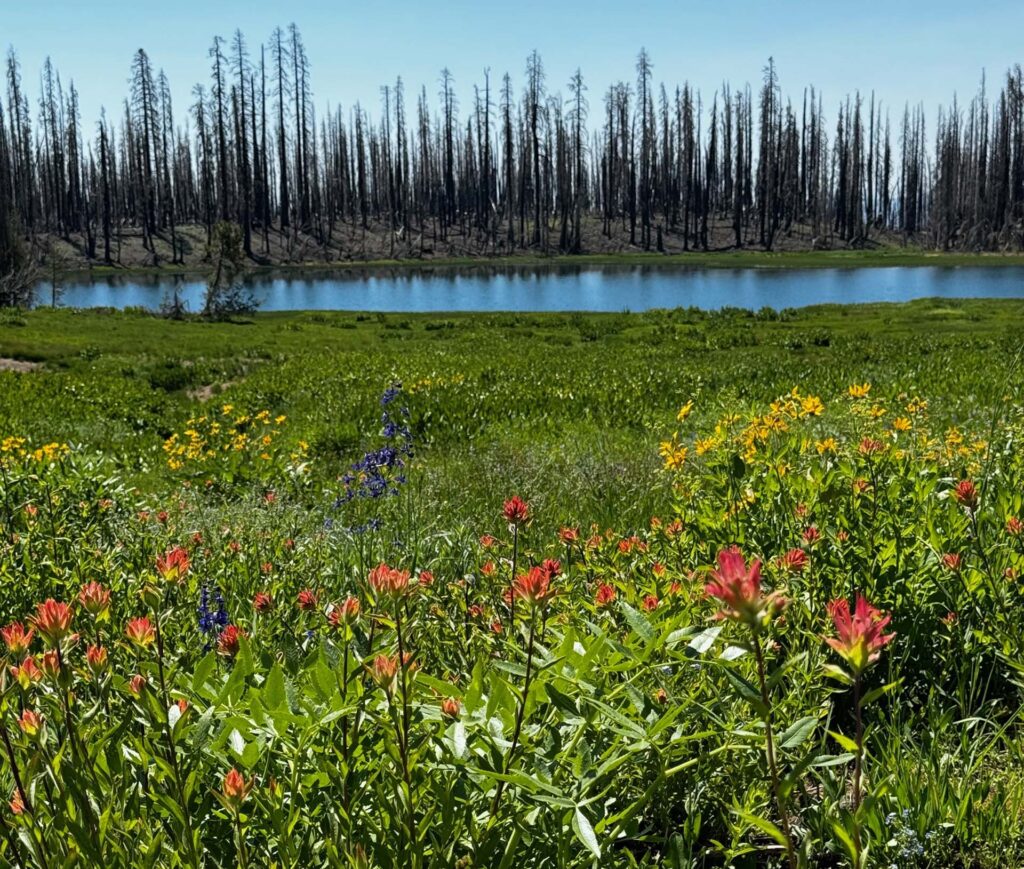 Wildflowers at Crumbaugh Lake. H. Pratt.