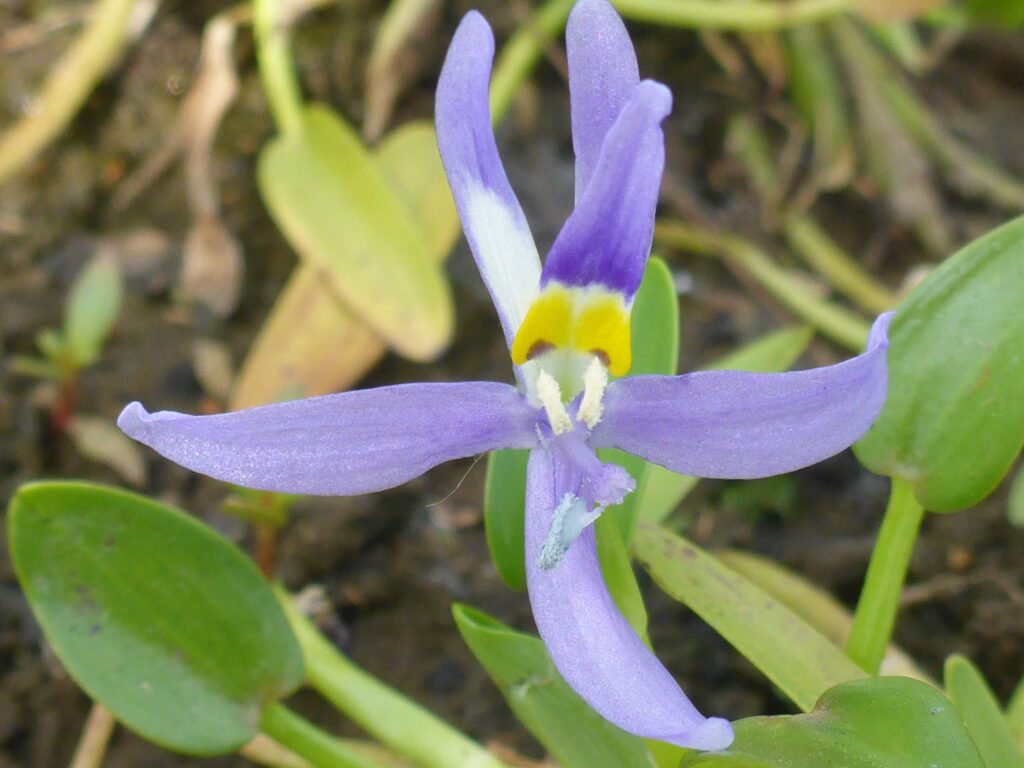 Round-leaved mud-plantain. D. Burk.