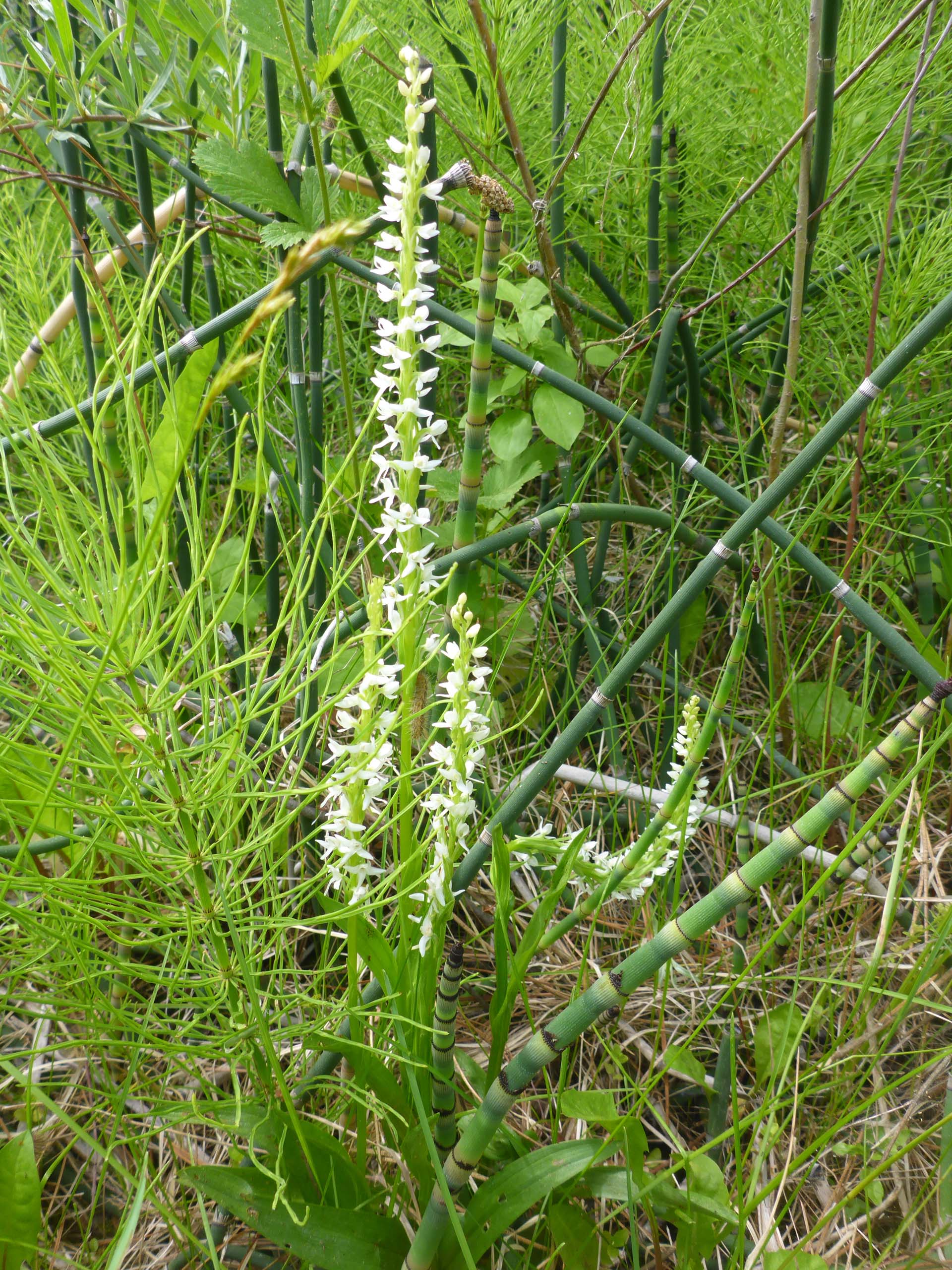 White-flowered bog orchid, with smooth scouring-rush and common rush. D. Burk. Cedar Creek Trail, Modoc National Forest. June 30, 2024.