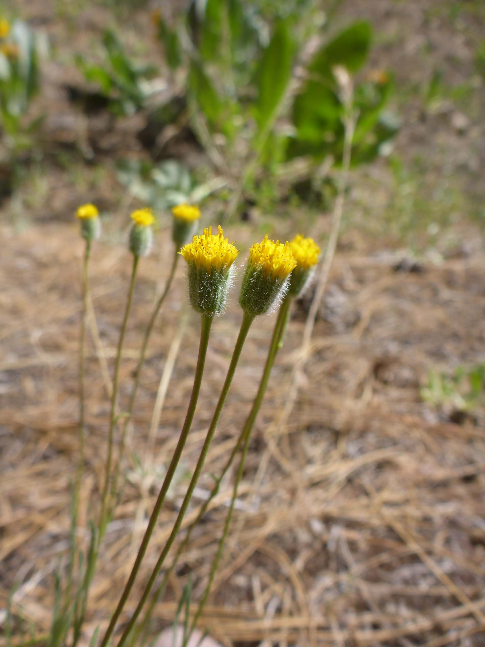 Bloomer's daisy. D. Burk. Cedar Creek Trail, Modoc National Forest. June 30, 2024.