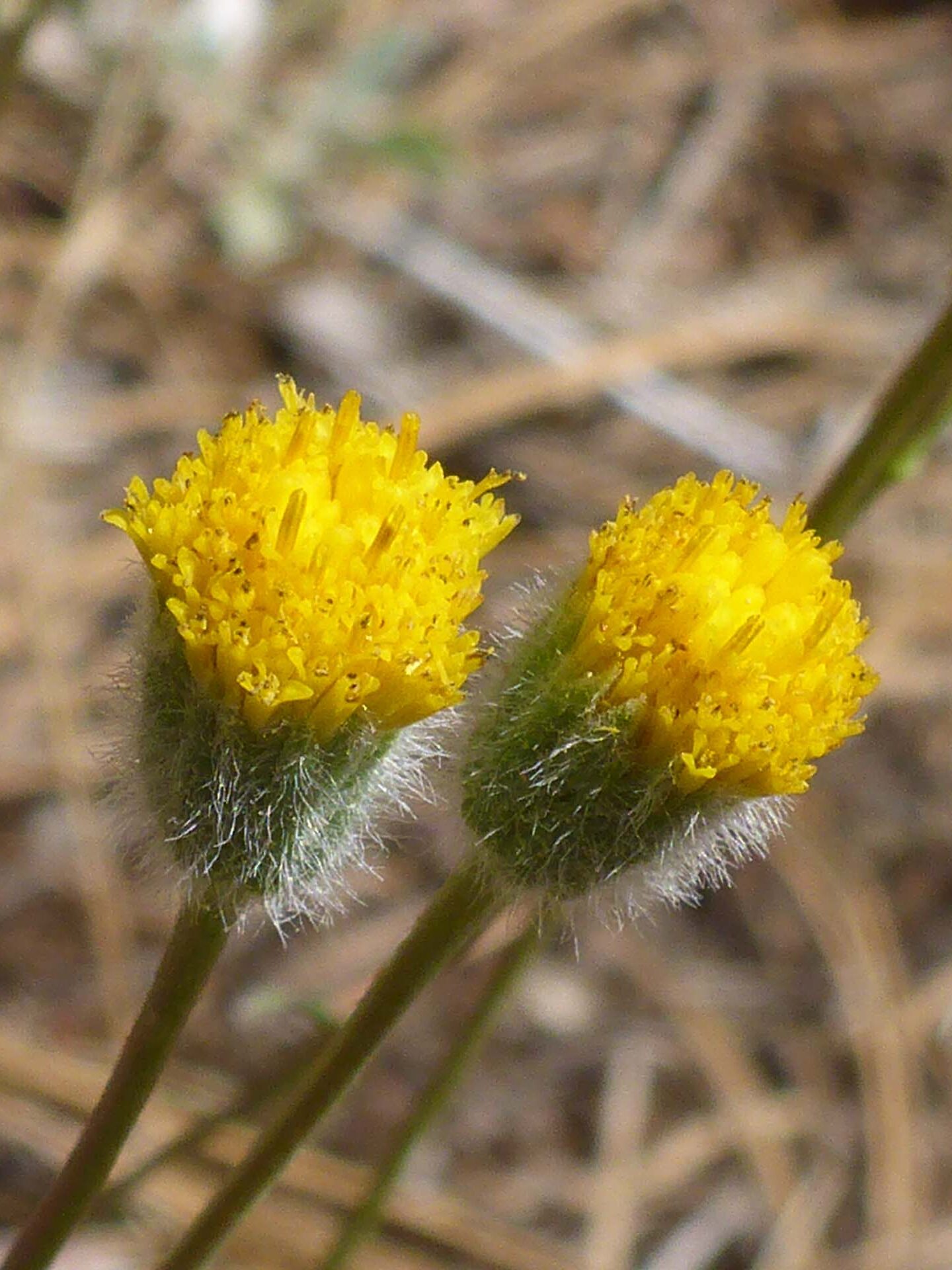 Bloomer's daisy close-up. D. Burk. Cedar Creek Trail, Modoc National Forest. June 30, 2024.