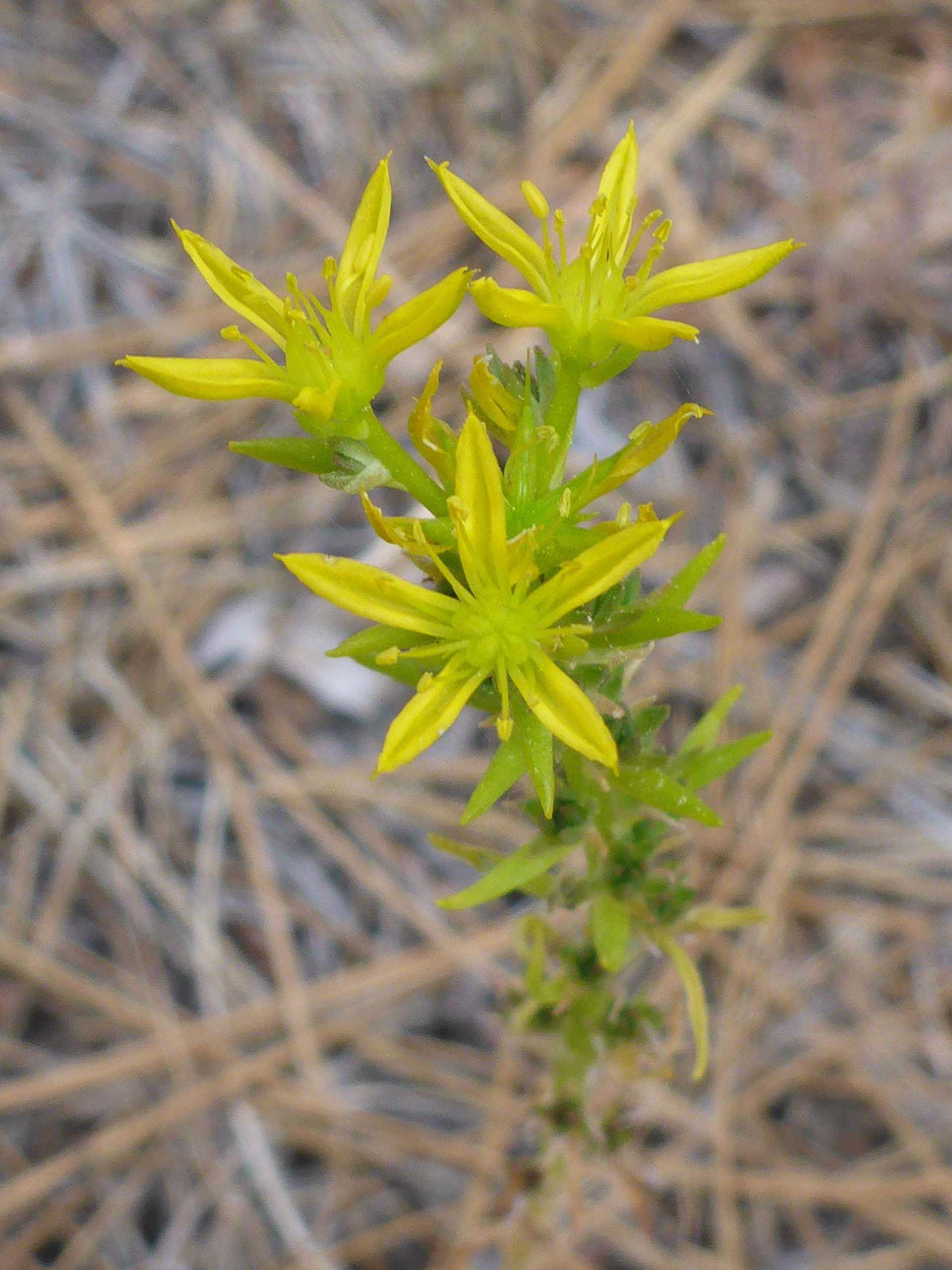 Narrow-petaled stonecrop. D. Burk. Cedar Creek Trail, Modoc National Forest. June 30, 2024.