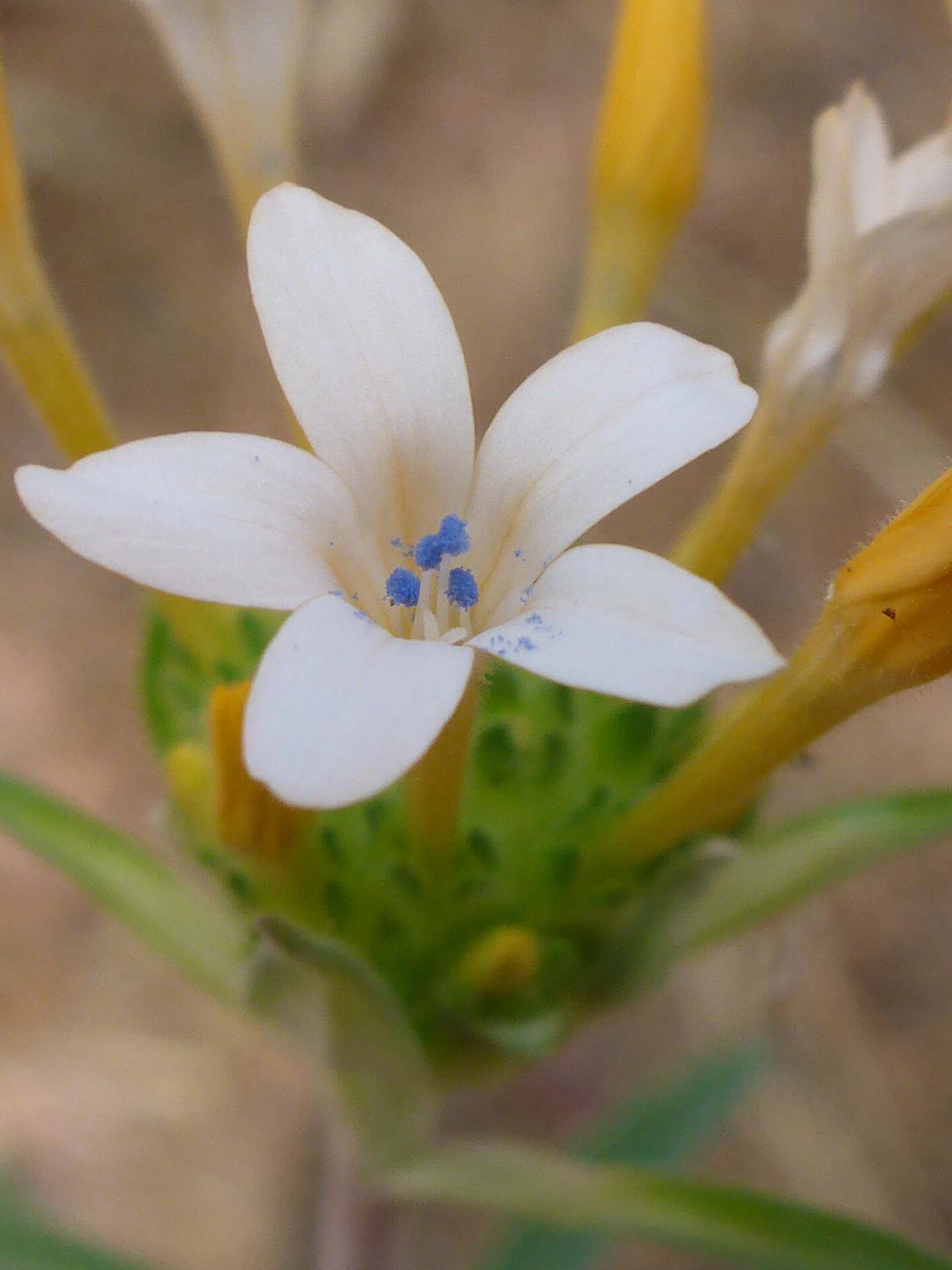 Large-flowered collomia, close-up. D. Burk. Cedar Creek Trail, Modoc National Forest. June 30, 2024.