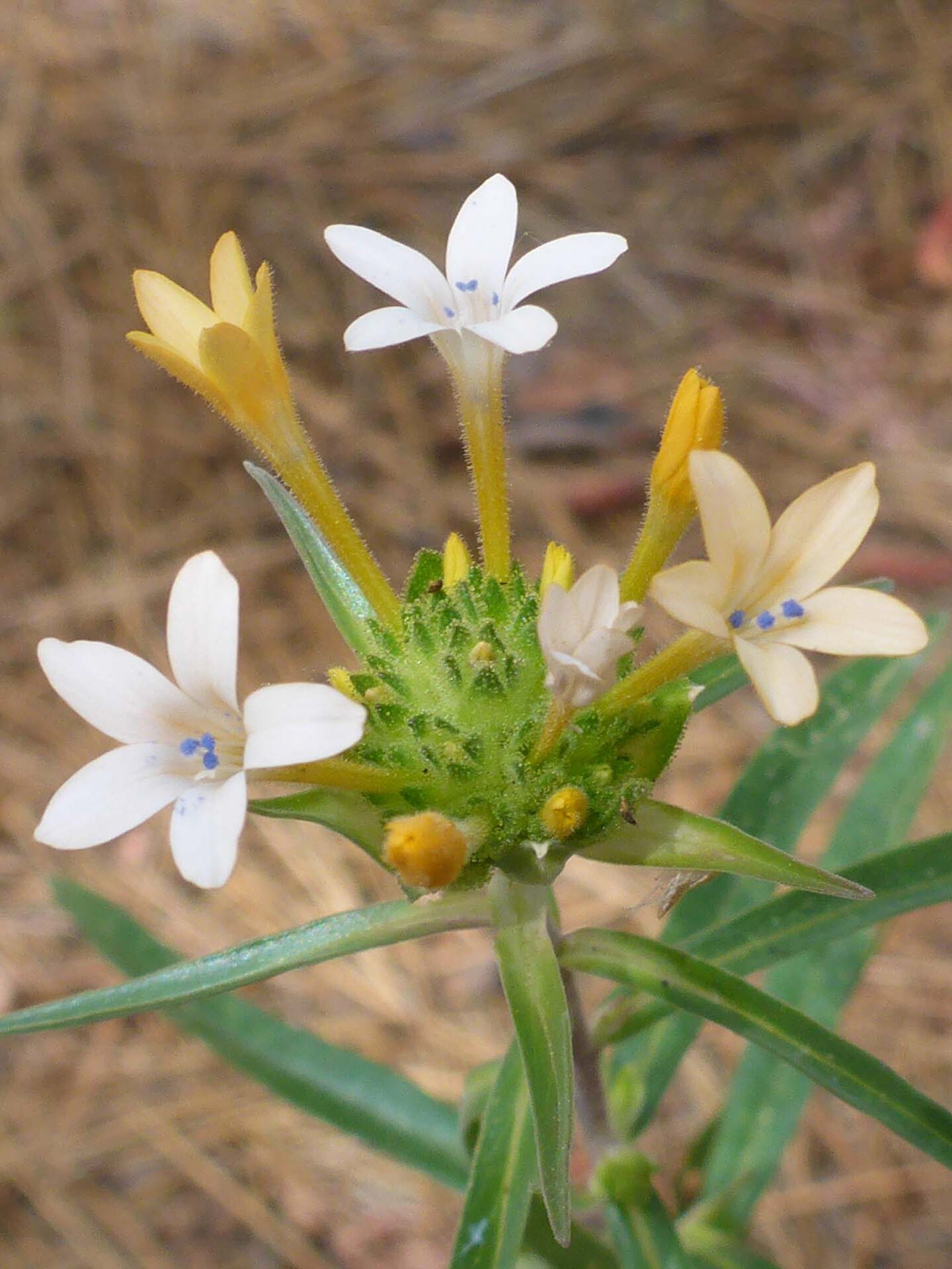 Large-flowered collomia. D. Burk. Cedar Creek Trail, Modoc National Forest. June 30, 2024.