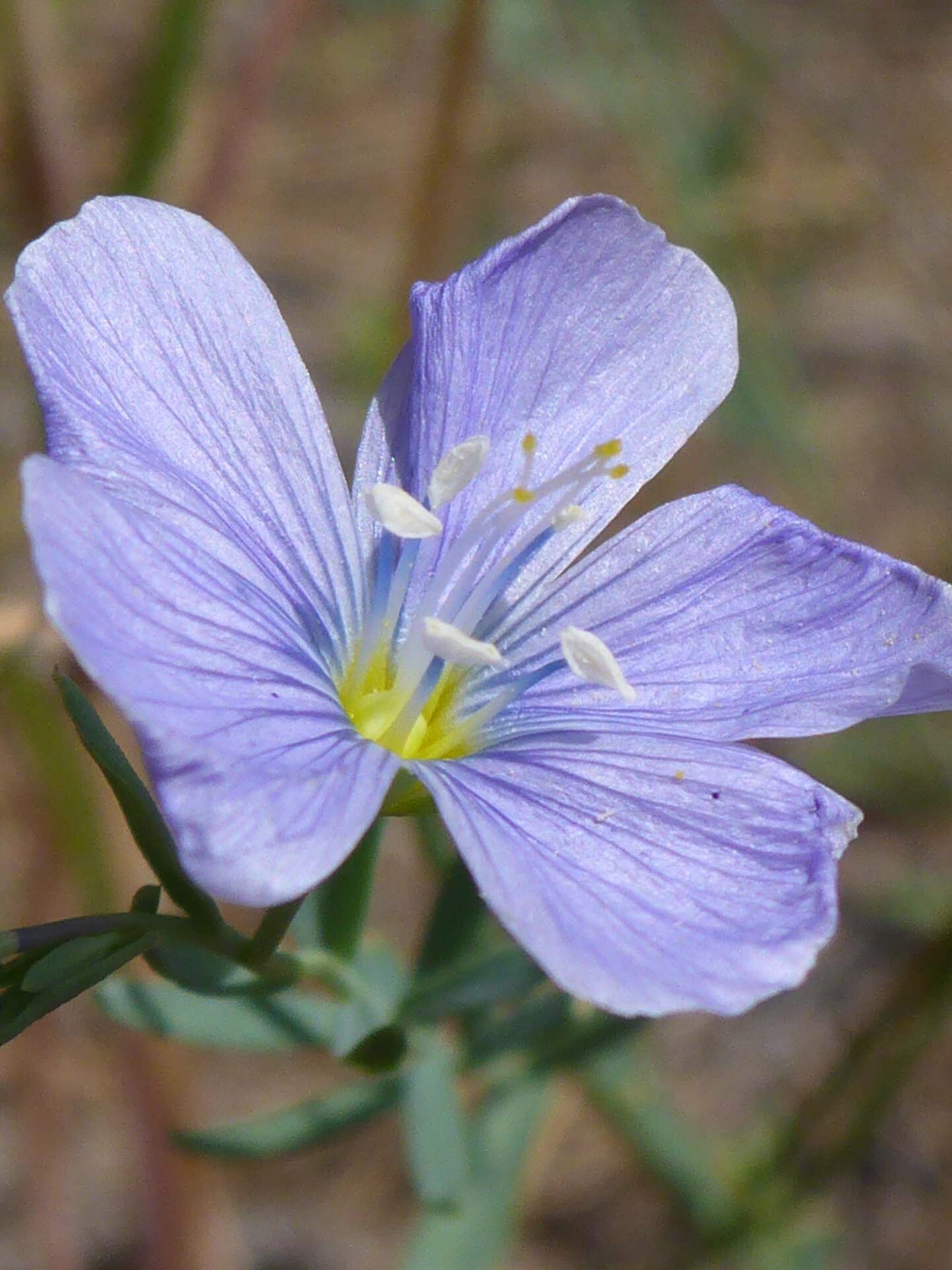 Western blue flax close-up. D. Burk. Cedar Creek Trail, Modoc National Forest. June 30, 2024.