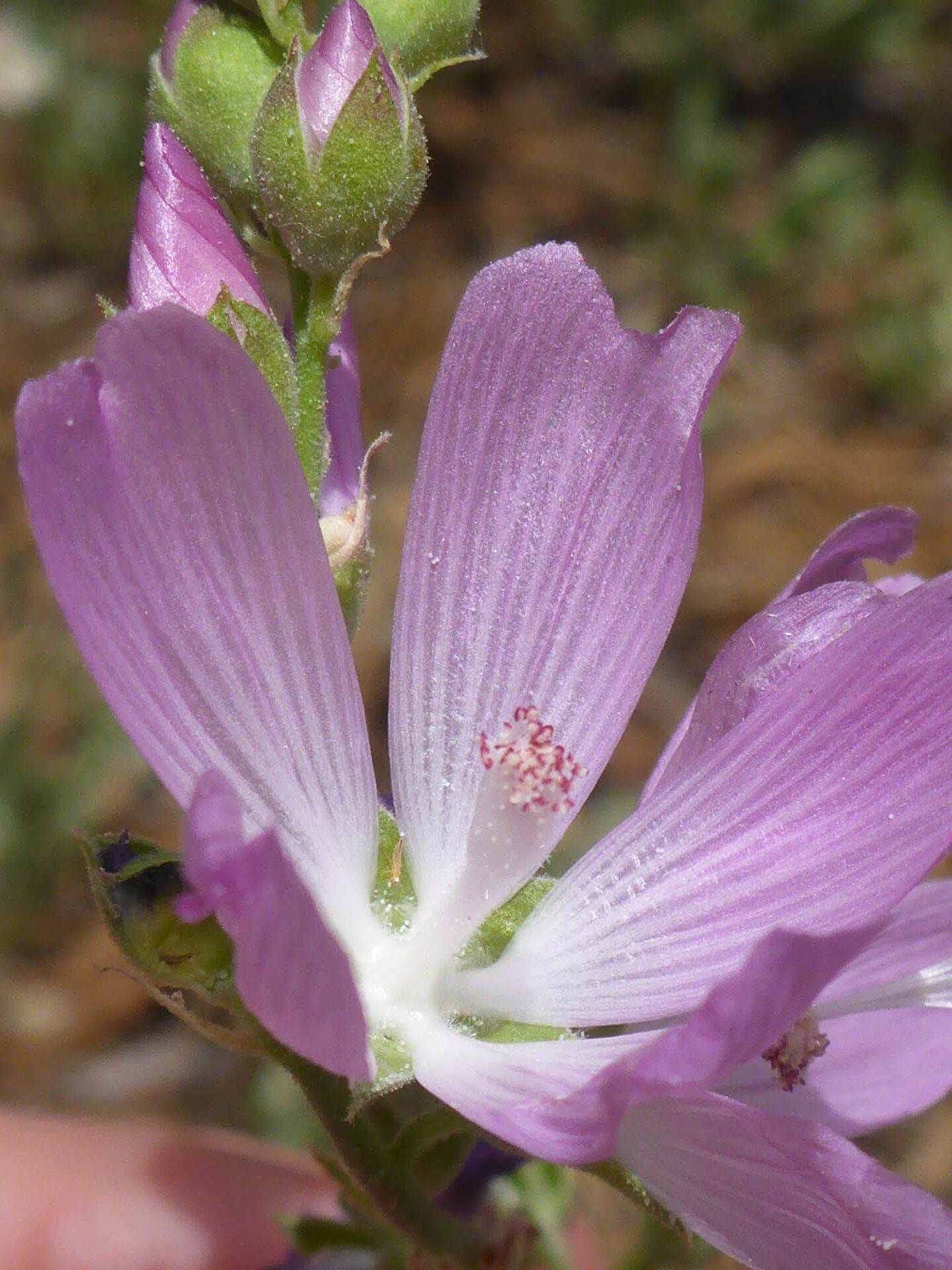 Glaucous checkerbloom close-up. D. Burk. Cedar Creek Trail, Modoc National Forest. June 30, 2024.