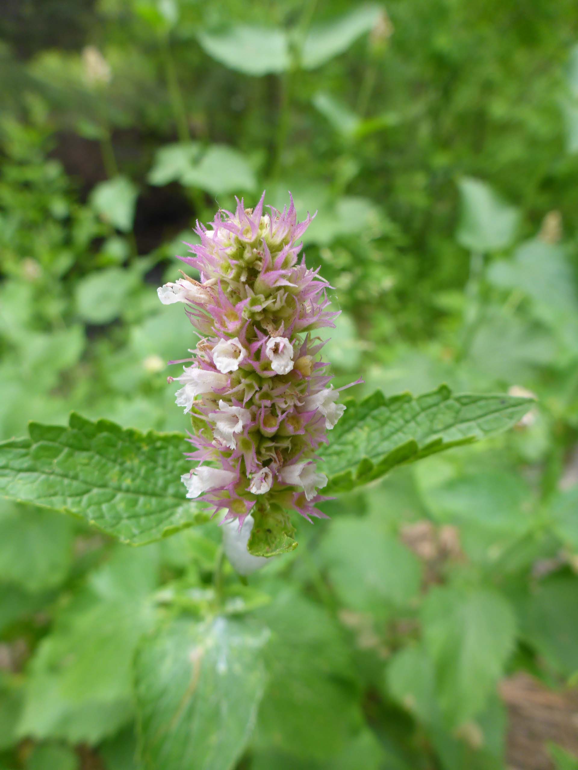 Small-leaved horse-mint. D. Burk. Cedar Creek Trail, Modoc National Forest. June 30, 2024.