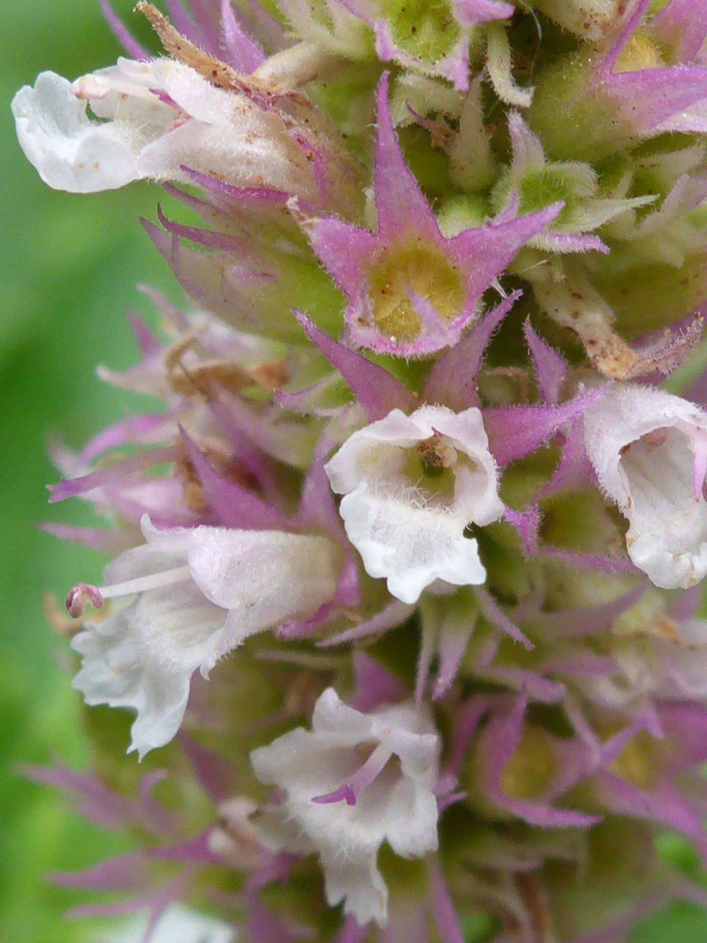 Small-leaved horse-mint close-up. D. Burk. Cedar Creek Trail, Modoc National Forest. June 30, 2024.