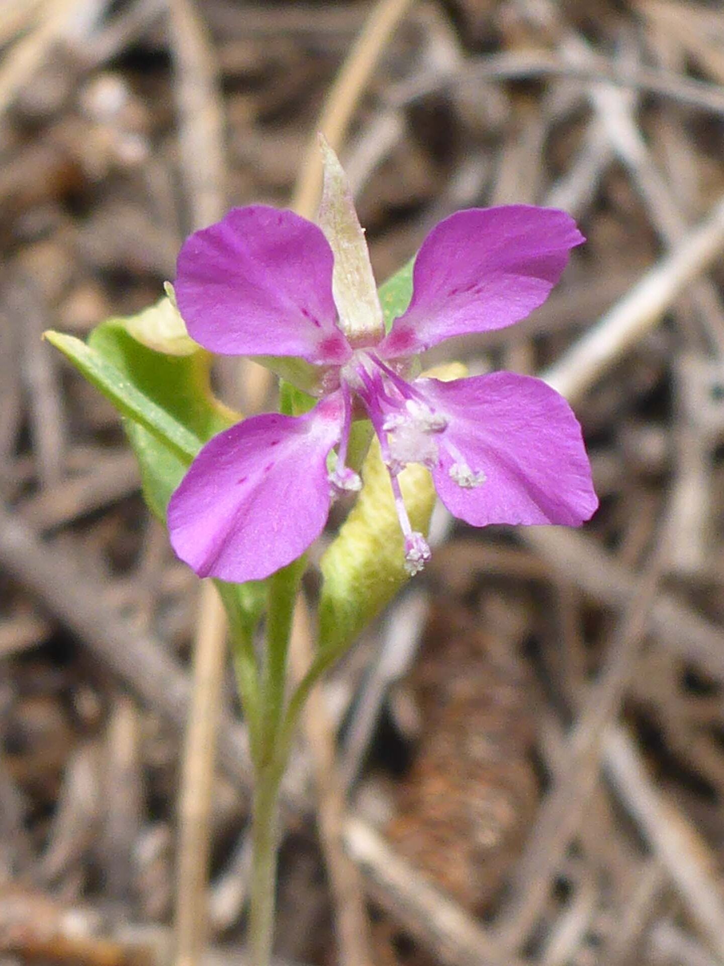 Diamond clarkia close-up. D. Burk. Cedar Creek Trail, Modoc National Forest. June 30, 2024.