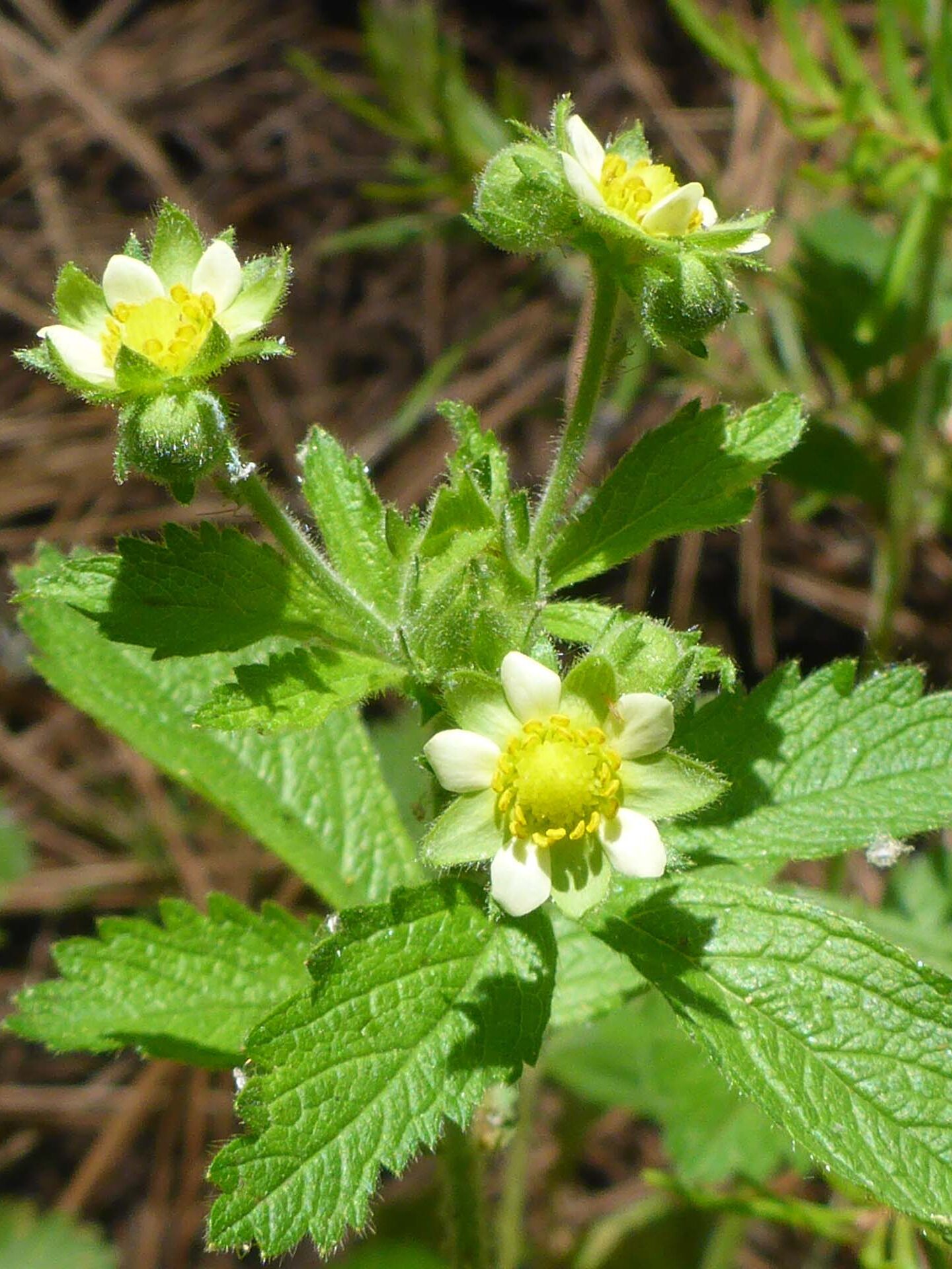 Sticky cinquefoil. D. Burk. Cedar Creek Trail, Modoc National Forest. June 30, 2024.