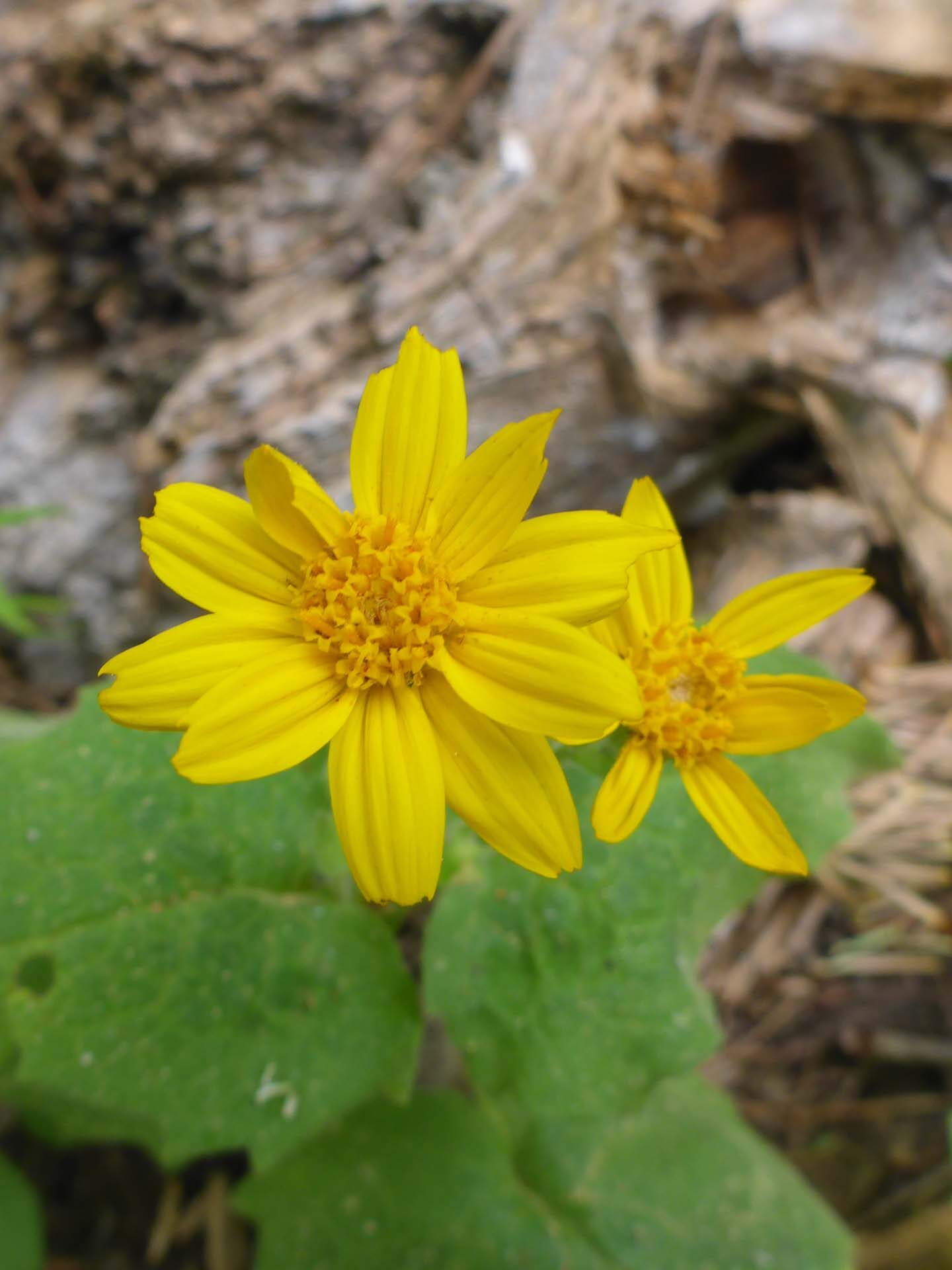 Heart-leaved arnica. D. Burk. Cedar Creek Trail, Modoc National Forest. June 30, 2024.