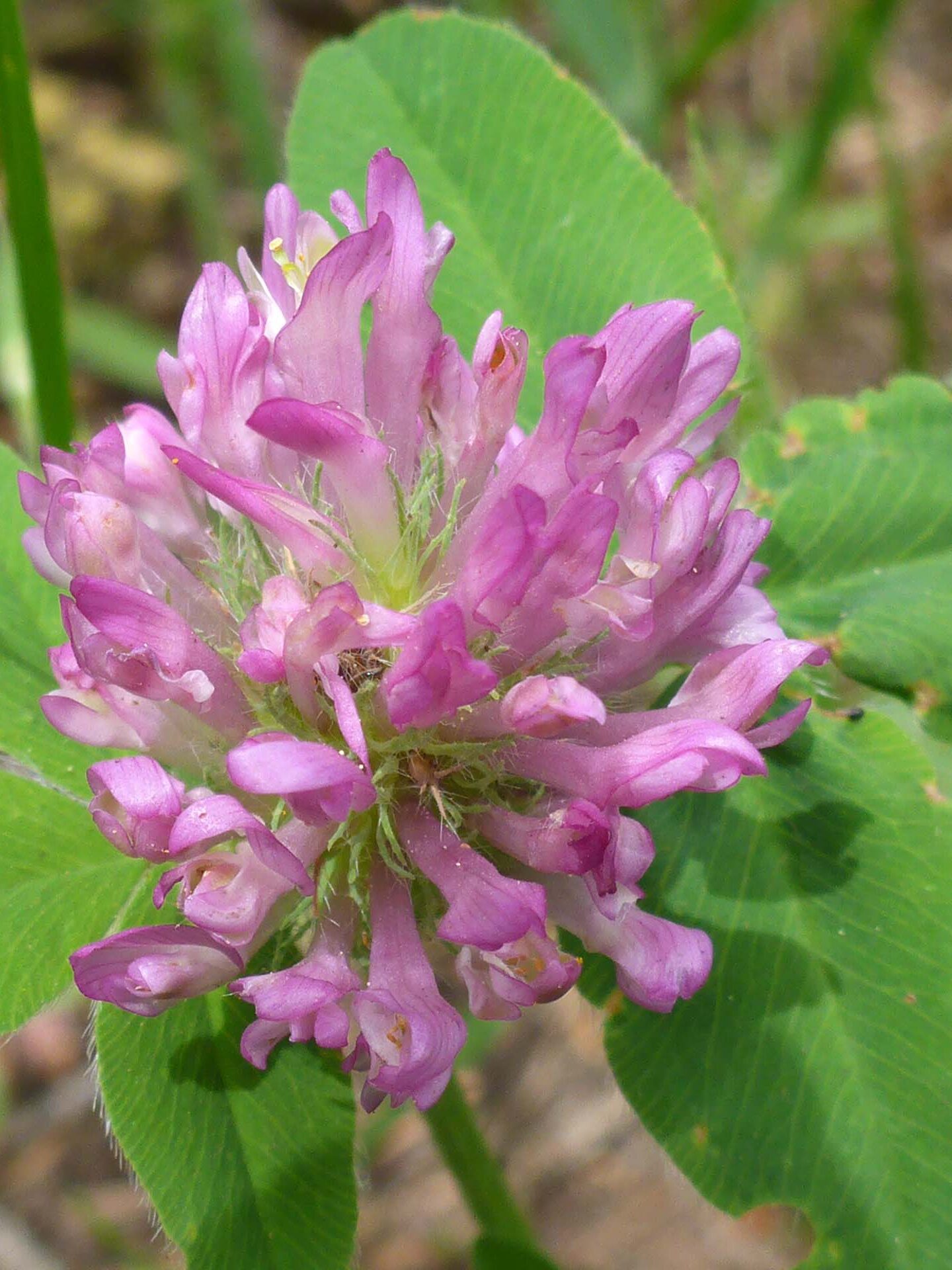 Red clover close-up. D. Burk. Cedar Creek Trail, Modoc National Forest. June 30, 2024.