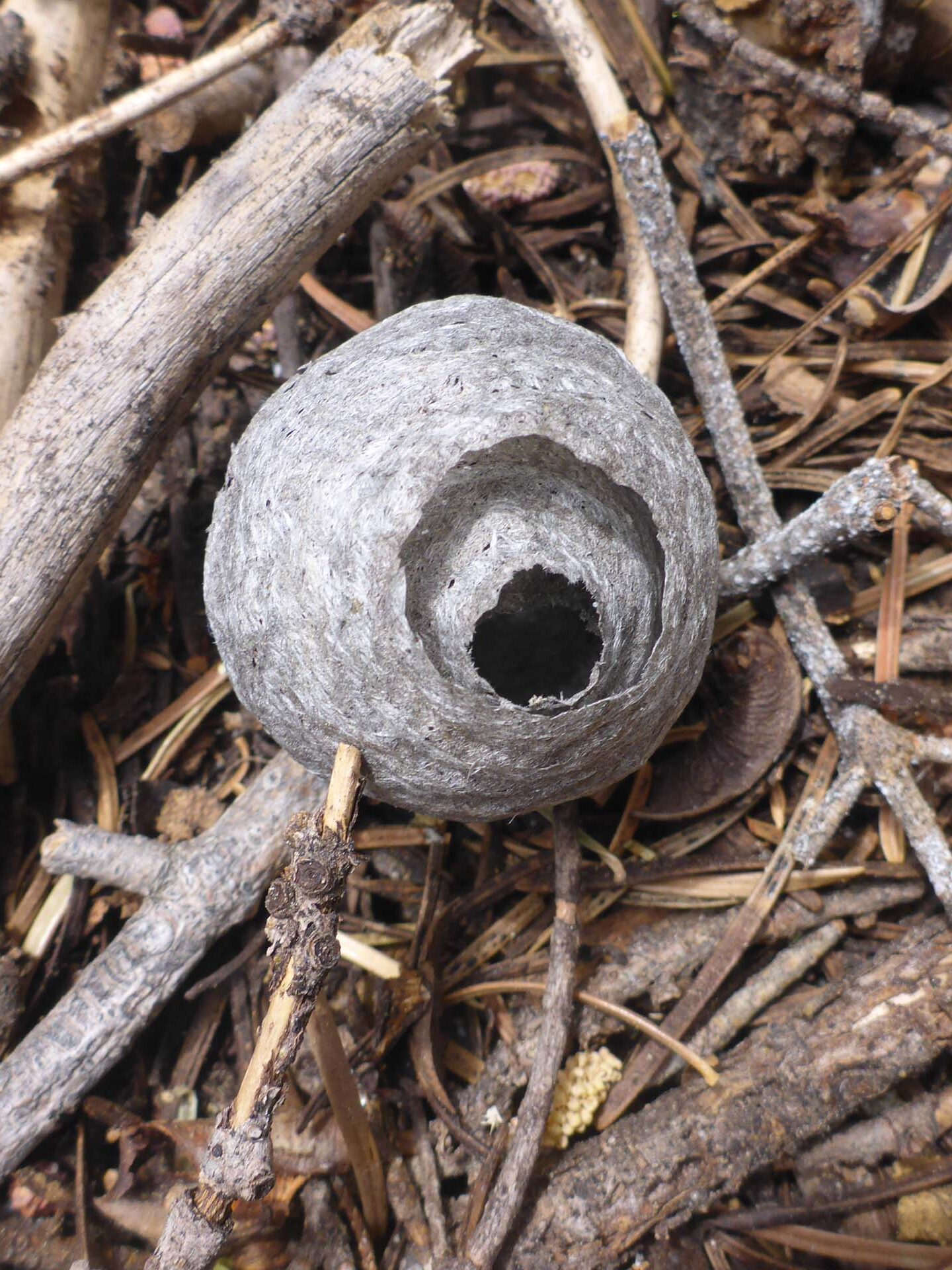 Paper wasp next. D. Burk. Cedar Creek Trail, Modoc National Forest. June 30, 2024.