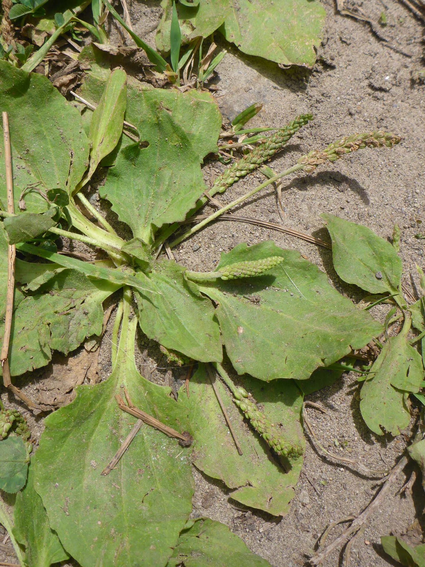 Common plantain. D. Burk. Cedar Creek Trail, Modoc National Forest. June 30, 2024.