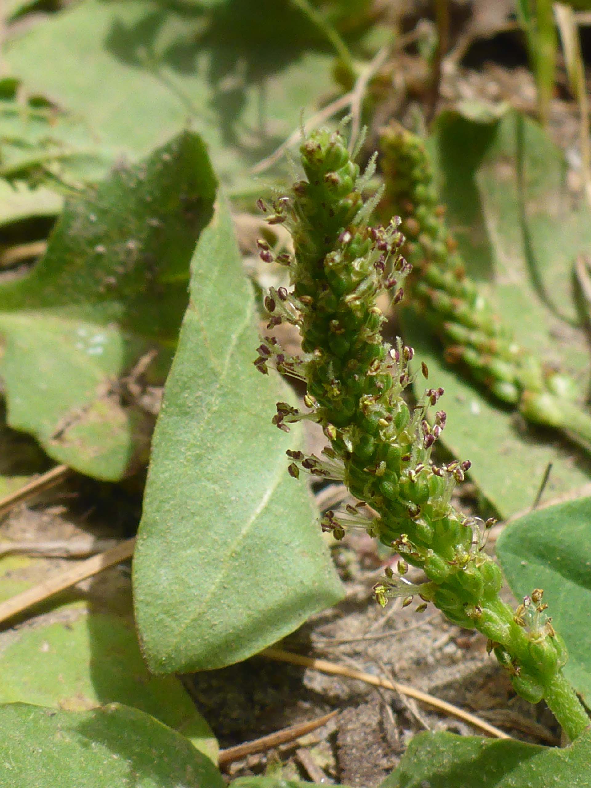 Common plantain close-up. D. Burk. Cedar Creek Trail, Modoc National Forest. June 30, 2024.