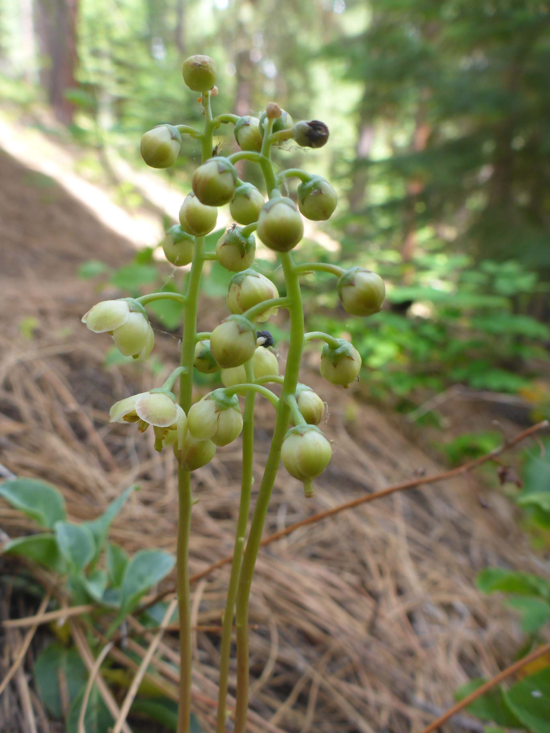 Toothed wintergreen, Pyrola dentata. D. Burk. Cedar Creek Trail, Modoc National Forest. June 30, 2024.