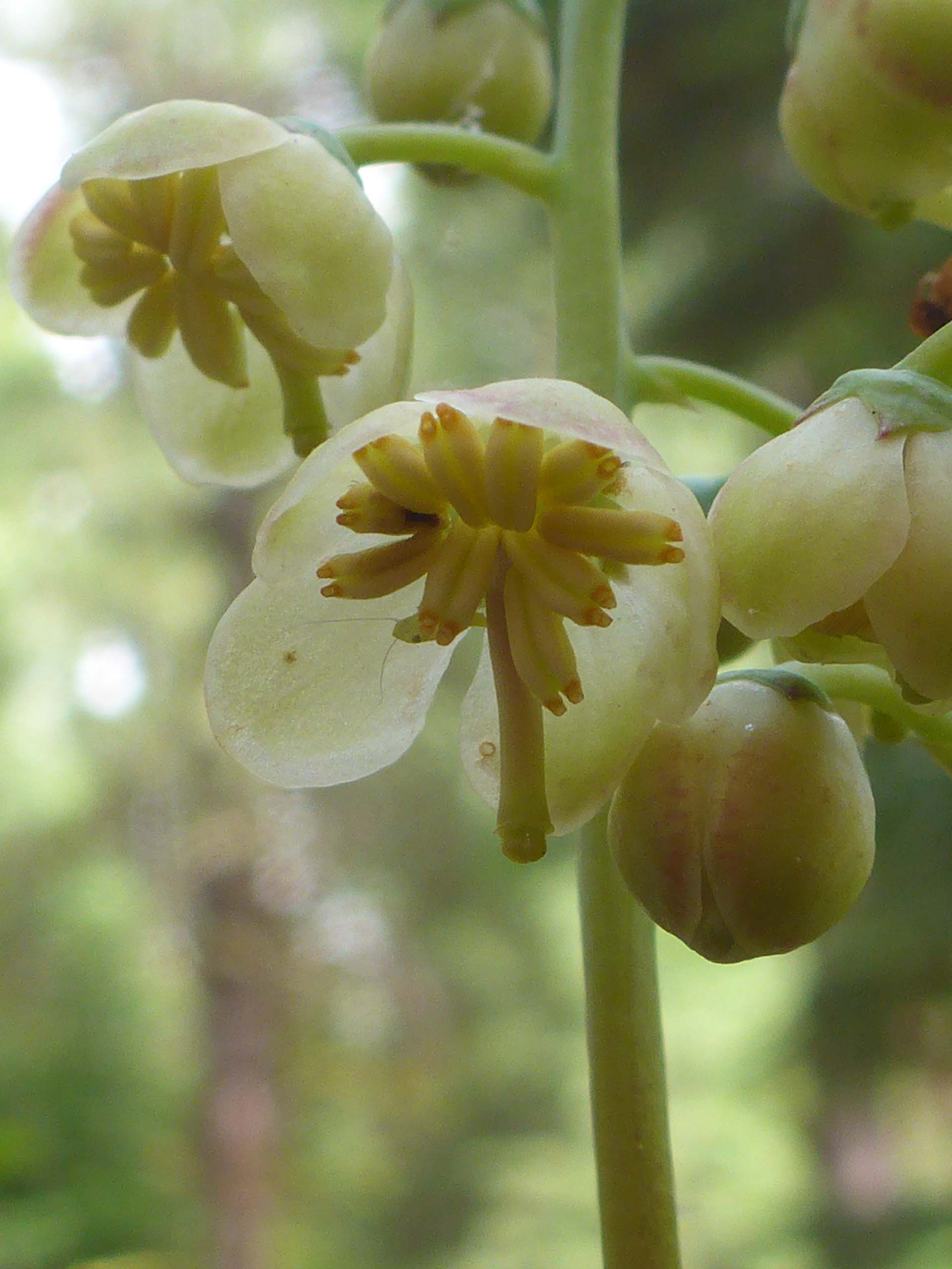 Toothed wintergreen close-up. D. Burk. Cedar Creek Trail, Modoc National Forest. June 30, 2024.