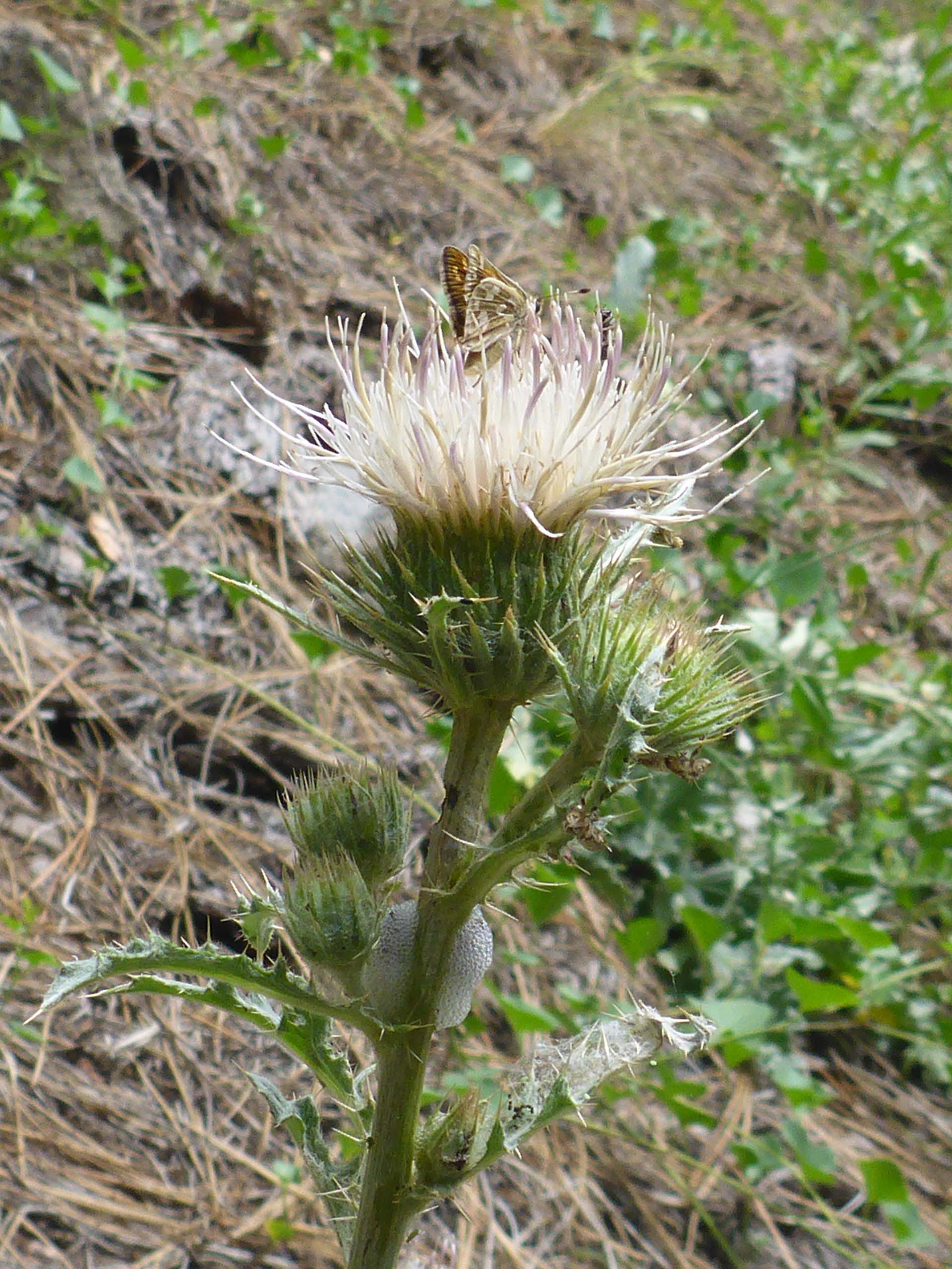 Peregrine thistle and guests. D. Burk. Cedar Creek Trail, Modoc National Forest. June 30, 2024.