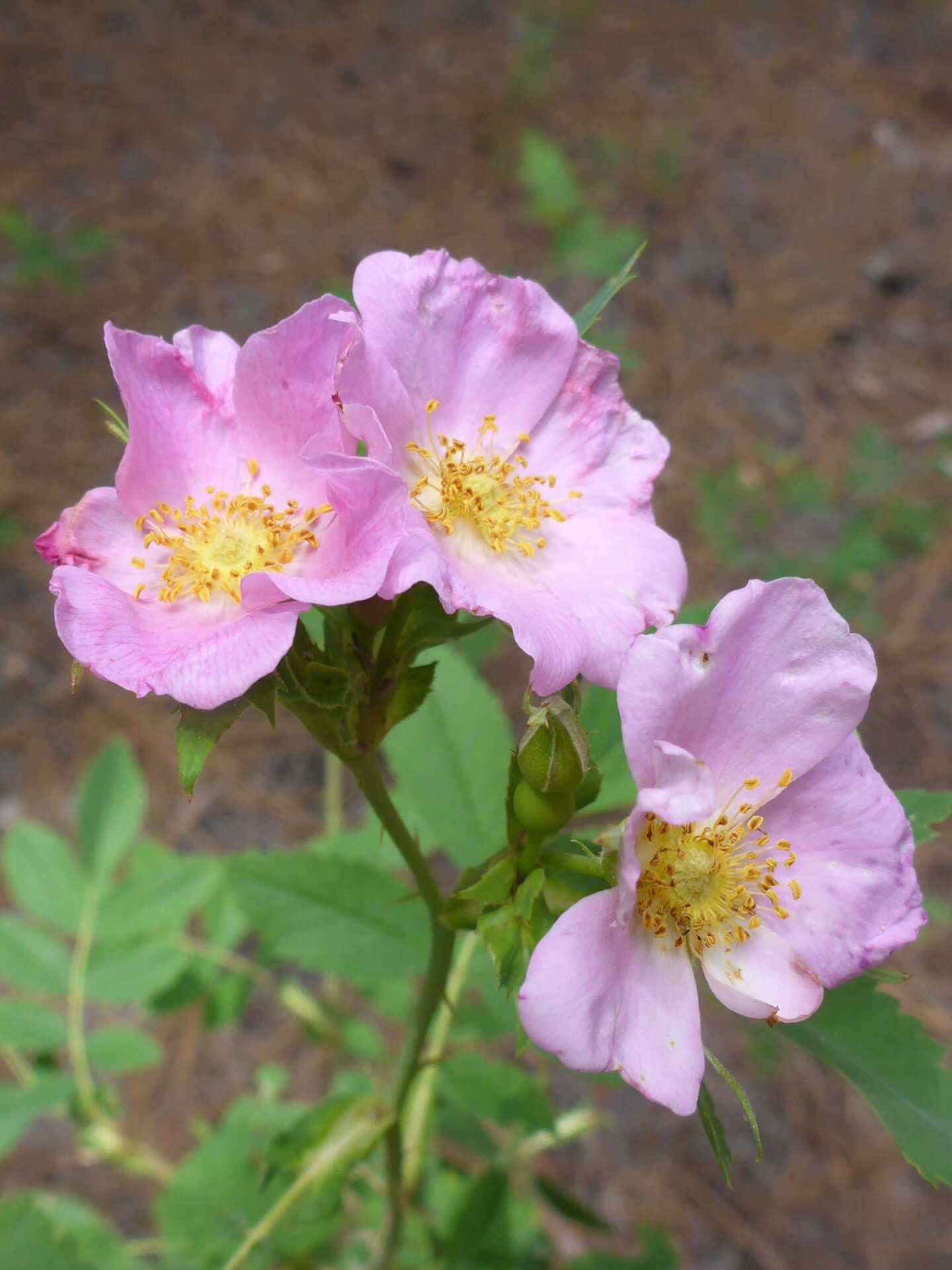 Wood's rose. D. Burk. Cedar Creek Trail, Modoc National Forest. June 30, 2024.