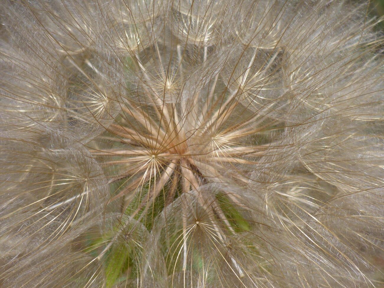 Yellow salsify seedhead close-up. D. Burk.