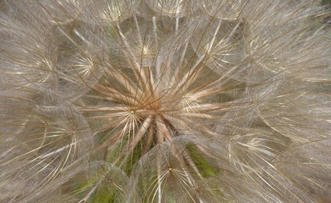 Yellow salsify seedhead close-up. D. Burk.