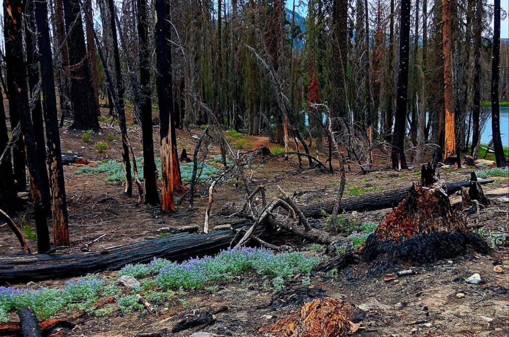 Flush of wildflowers post fire. B. Robertson.