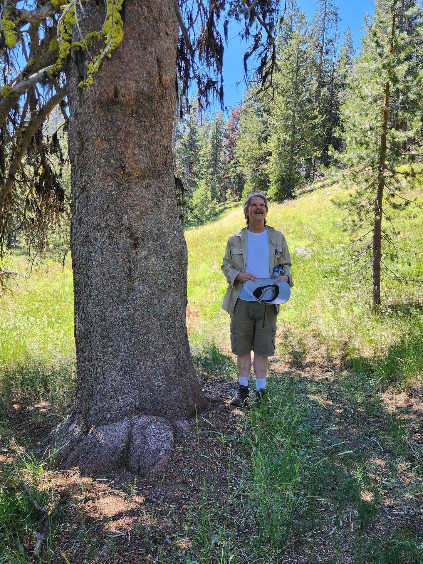 Dave and Sierra lodgepole pine. D. Burk. July 21, 2024.