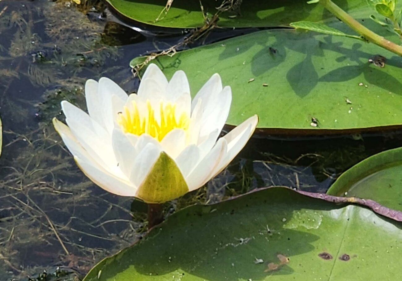 American white water-lily. D. Burk.