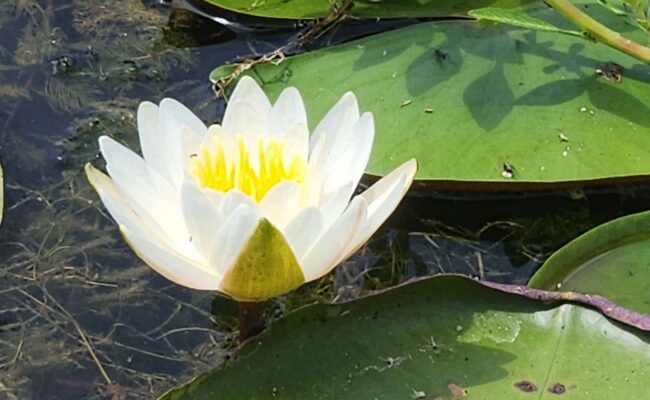 American white water-lily. D. Burk.