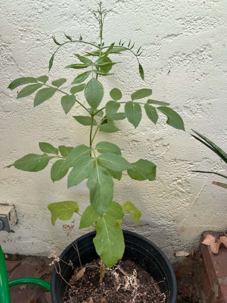 Young blue elderberry. MA McCrary.