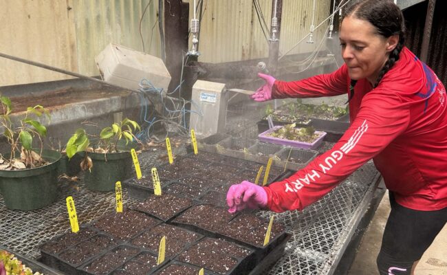 Nickey in the greenhouse. MA McCrary.