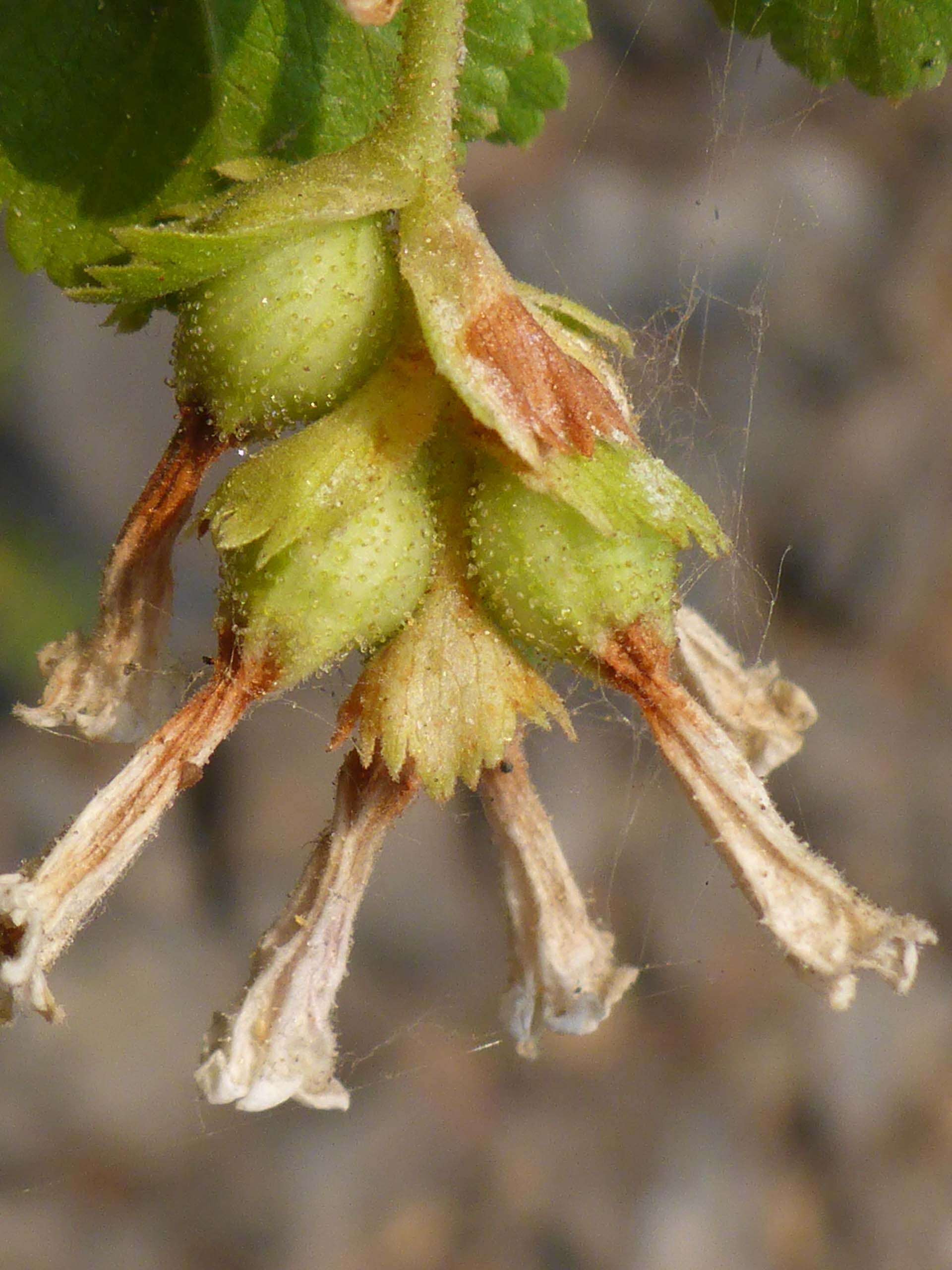 Wax currant fruit. D. Burk. Medicine Lake, July 21, 2024.