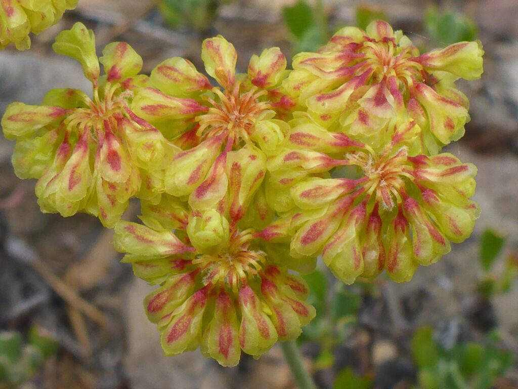 Marum-leaved buckwheat. D. Burk.