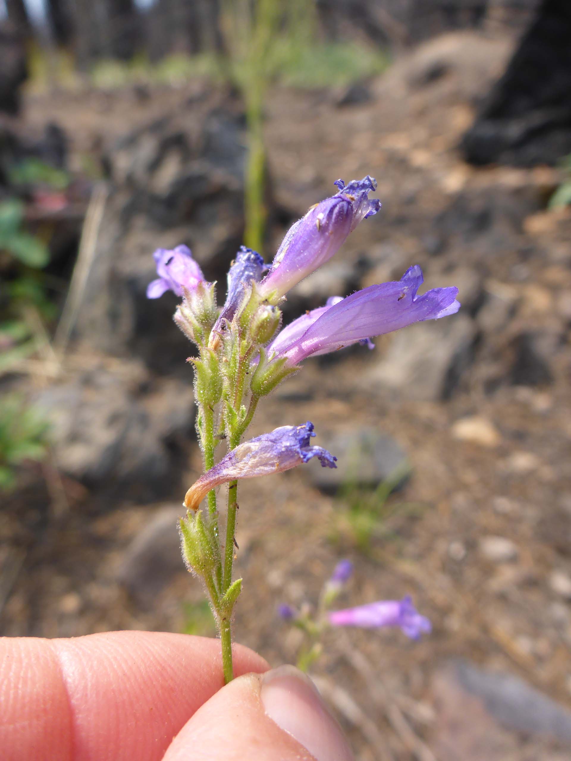 Slender penstemon. D. Burk. Medicine Lake, July 21, 2024.