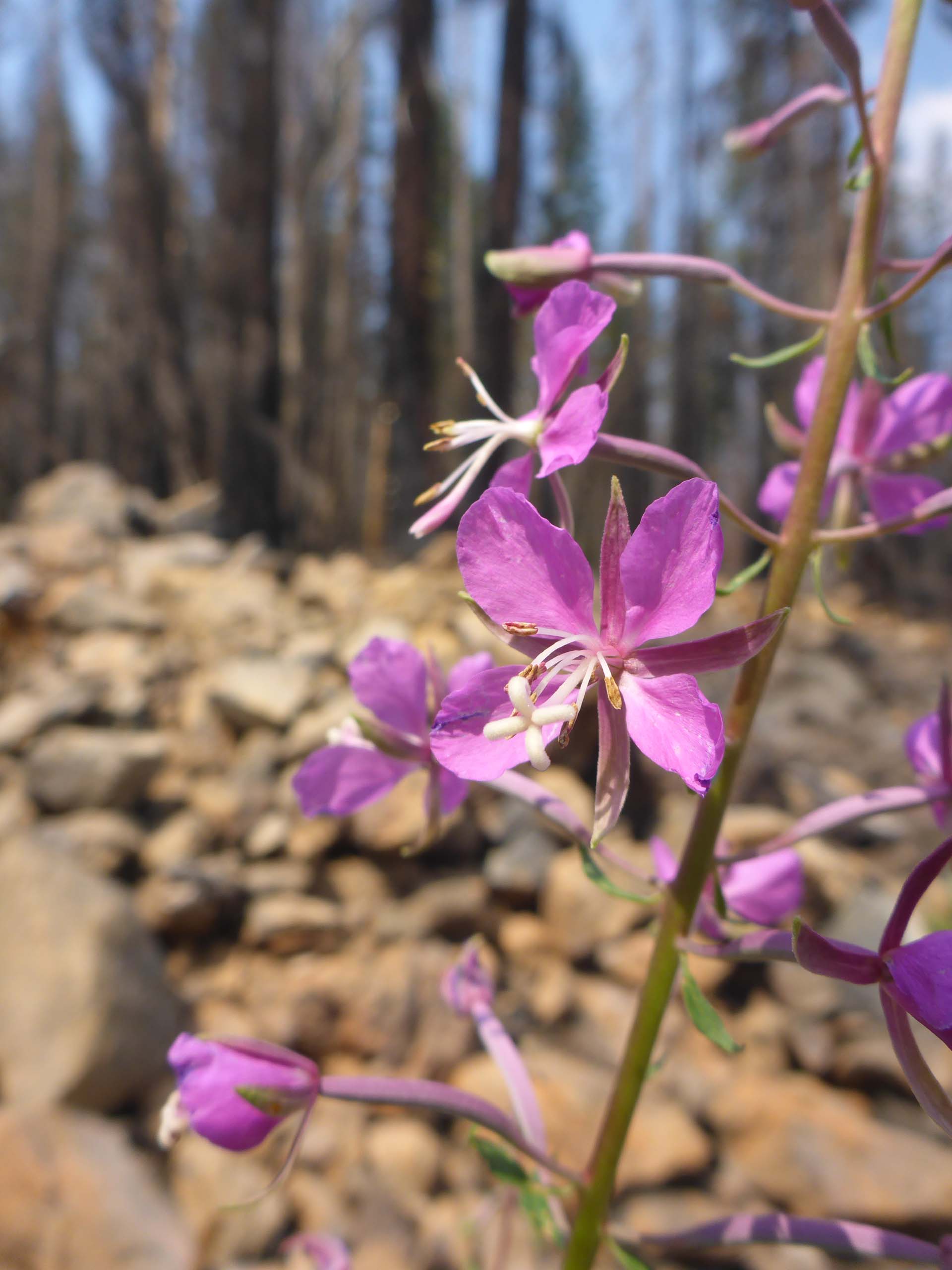 Fireweed. D. Burk. Medicine Lake, July 21, 2024.