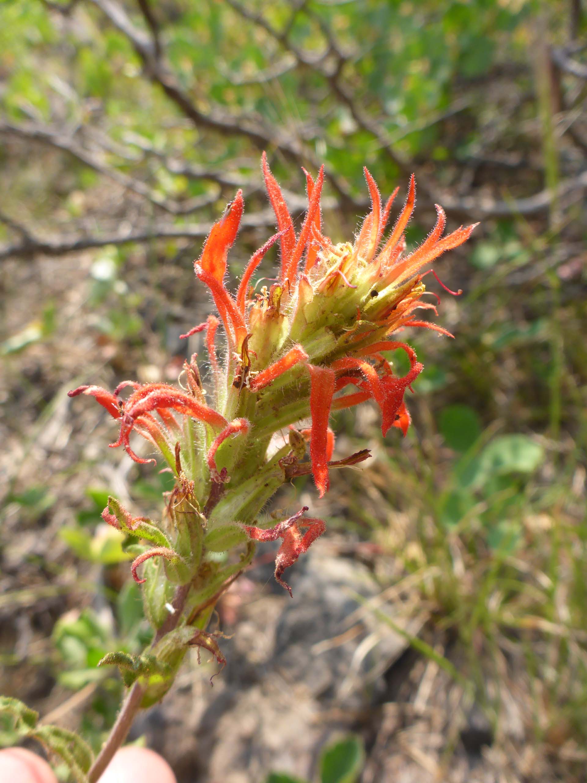 Wavy-leaved Indian-paintbrush. D. Burk. Medicine Lake, July 21, 2024.