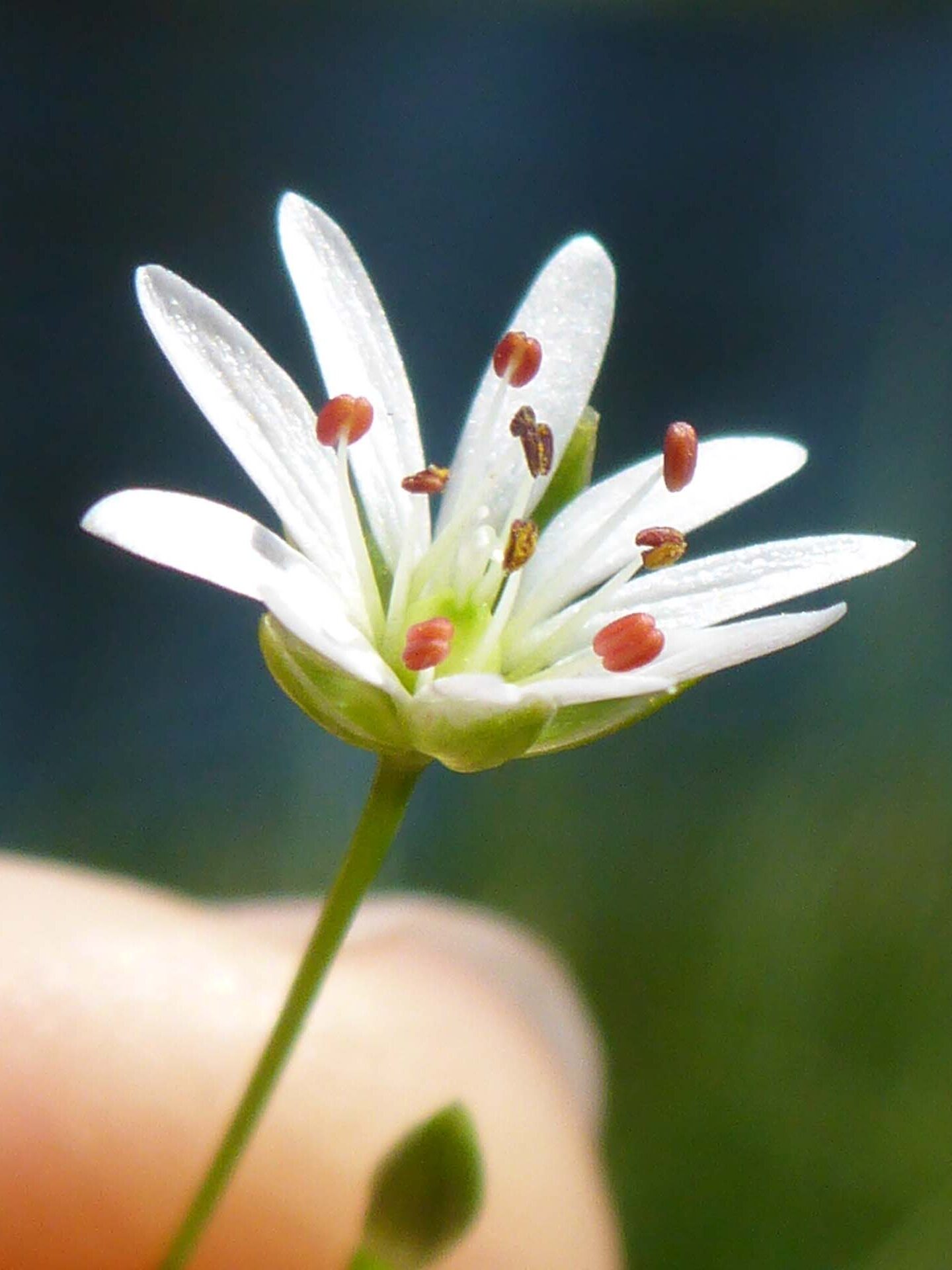 Starwort. D. Burk. Medicine Lake, July 21, 2024.