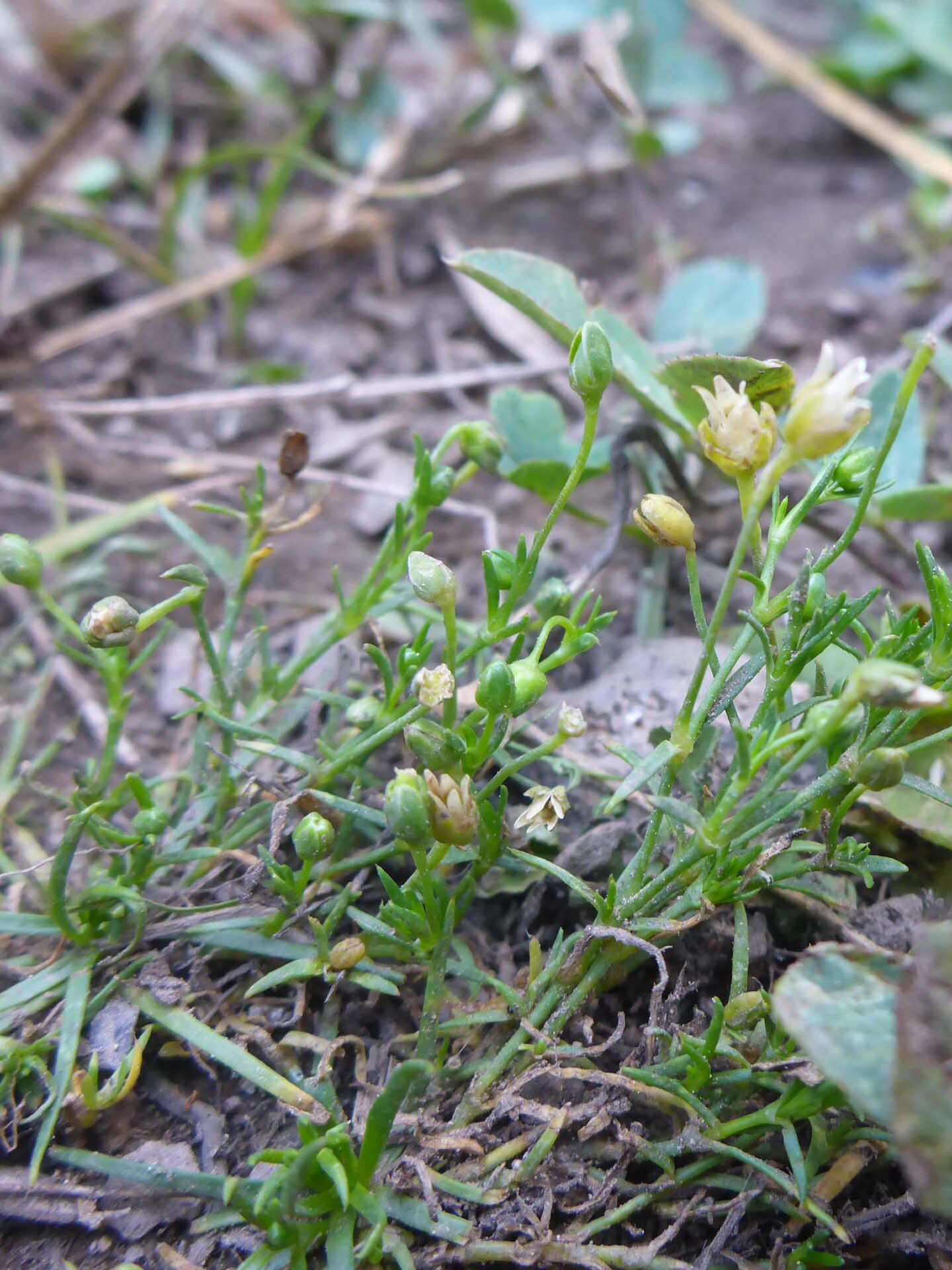 Arctic pearlwort. D. Burk. Medicine Lake, July 21, 2024.