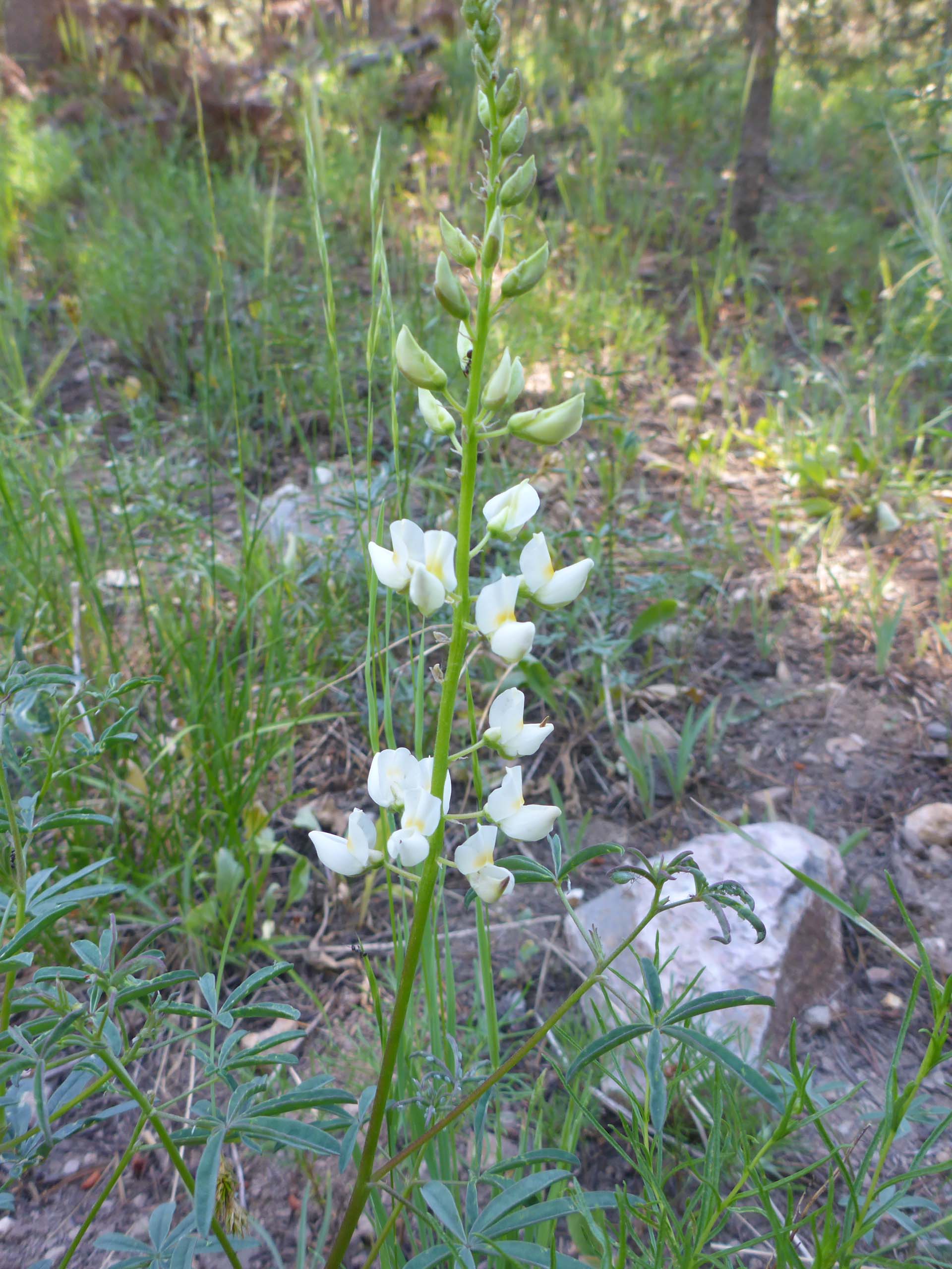 Narrow-flowered lupine. D. Burk. Medicine Lake, July 21, 2024.