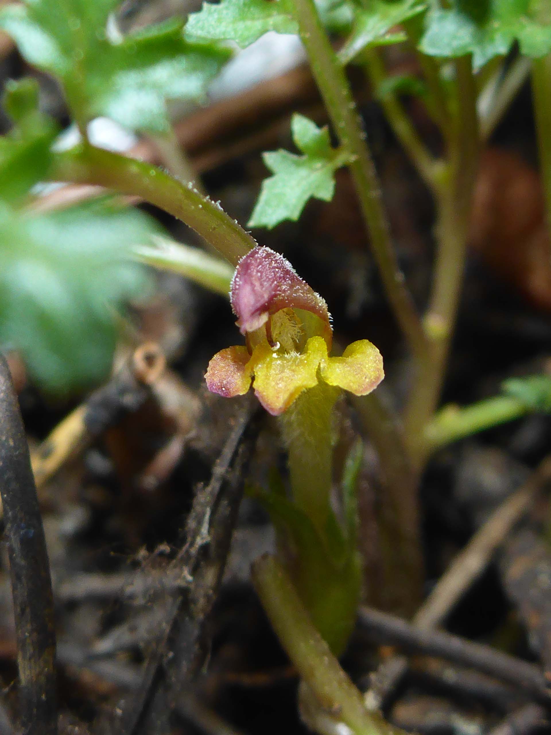 Pinewoods lousewort. D. Burk. Medicine Lake, July 21, 2024.