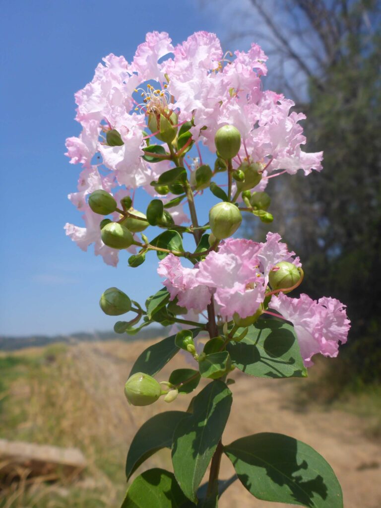 Crape-myrtle. D. Burk.