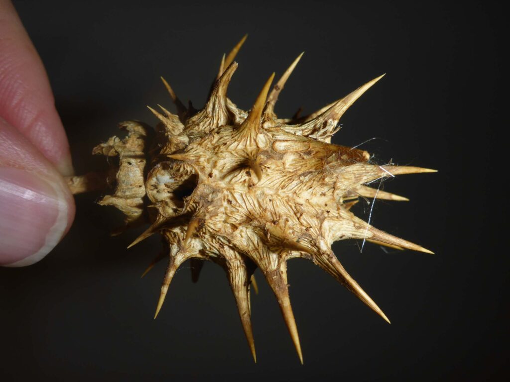 Chinese thorn-apple fruit. D. Burk.